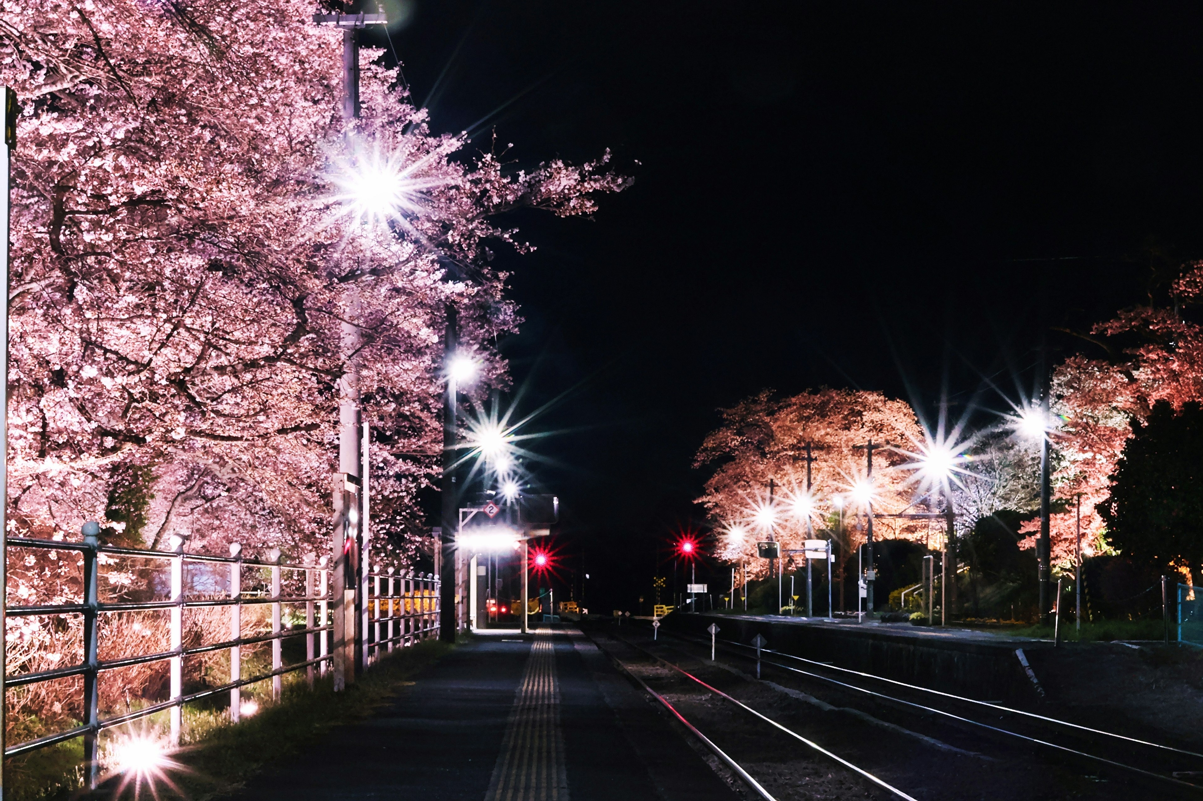 Vue nocturne des cerisiers le long d'une rue illuminée par des lampadaires