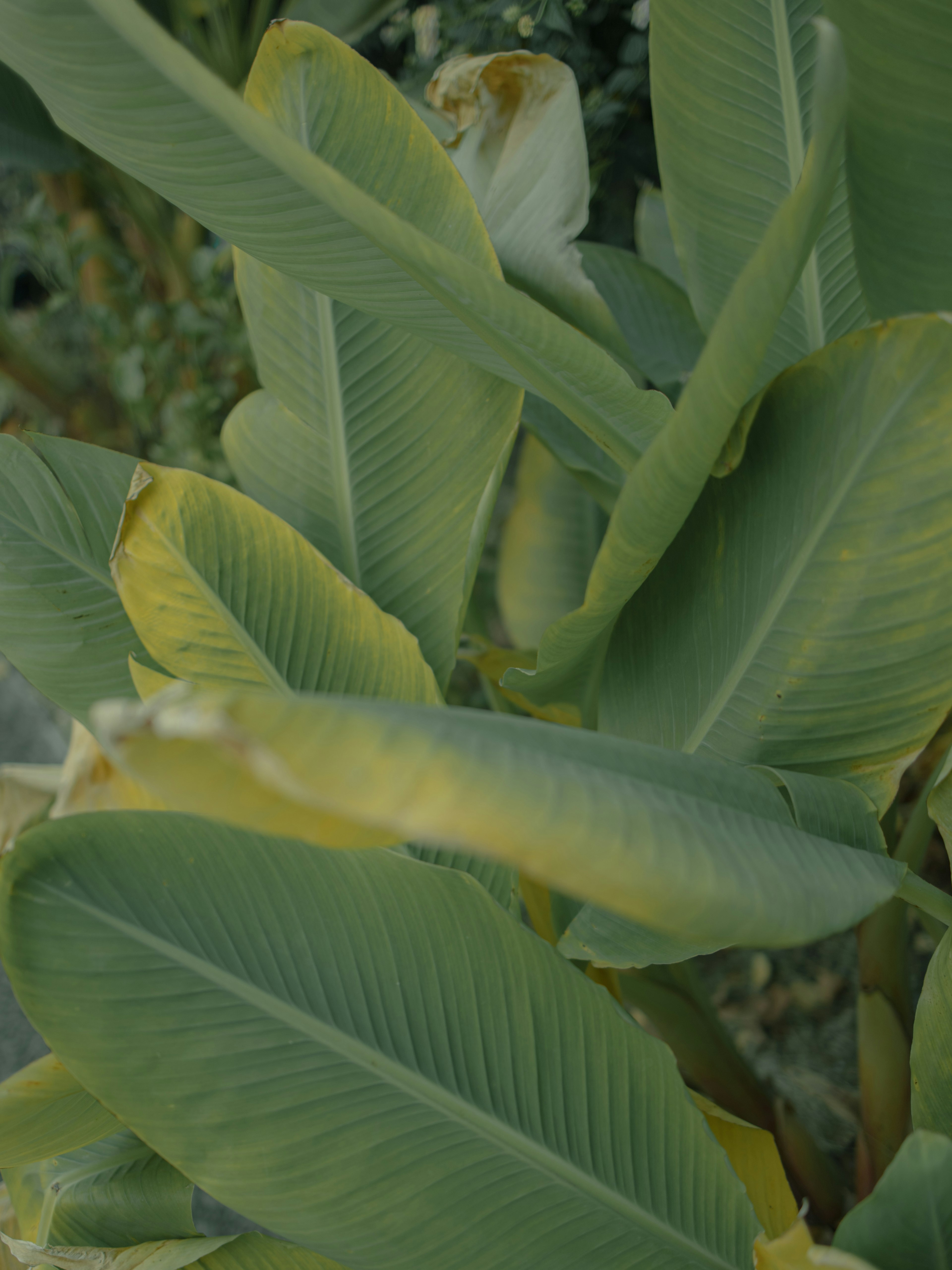 緑色の葉が重なり合った植物のクローズアップ