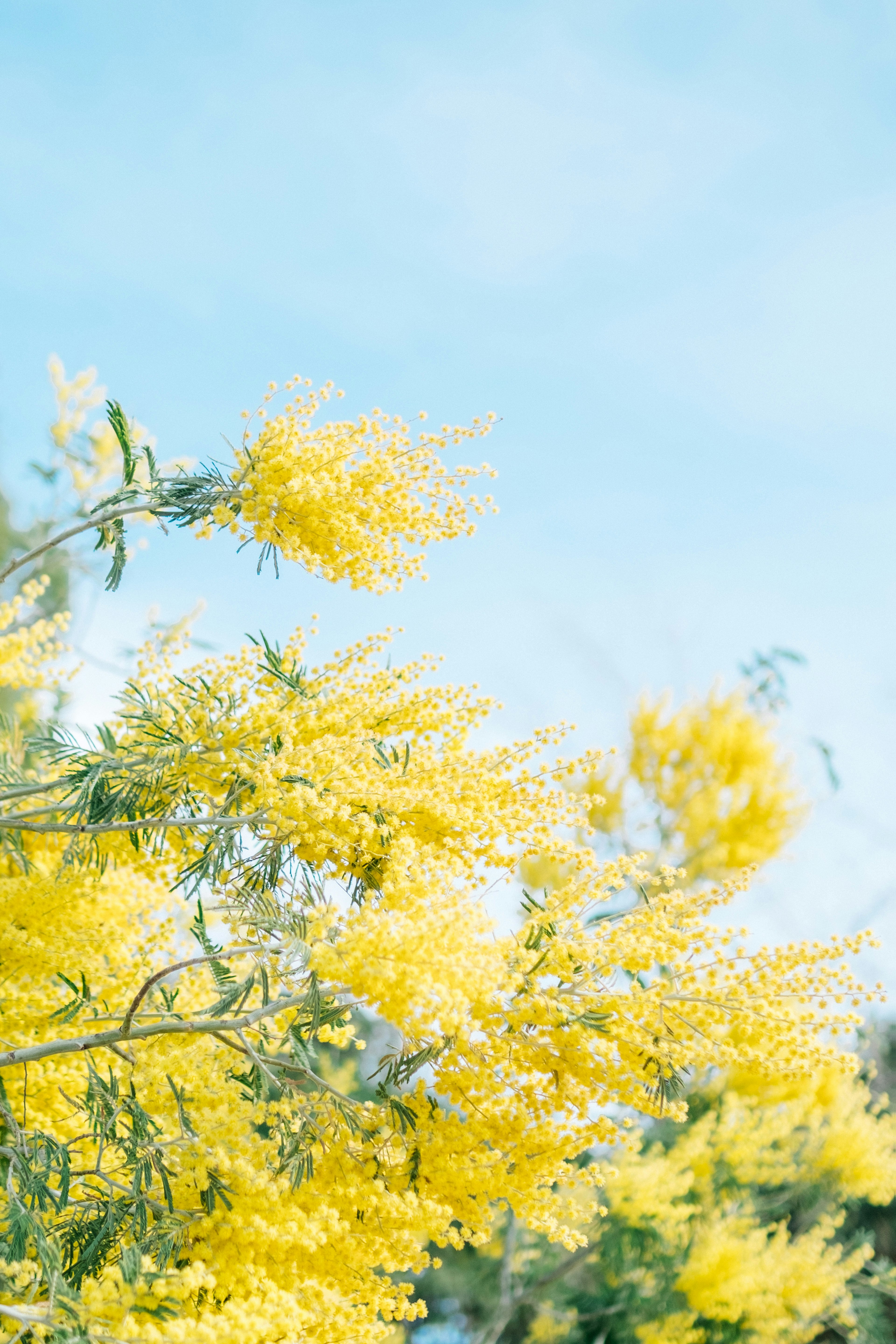 青空の下に鮮やかな黄色の花が咲いている枝