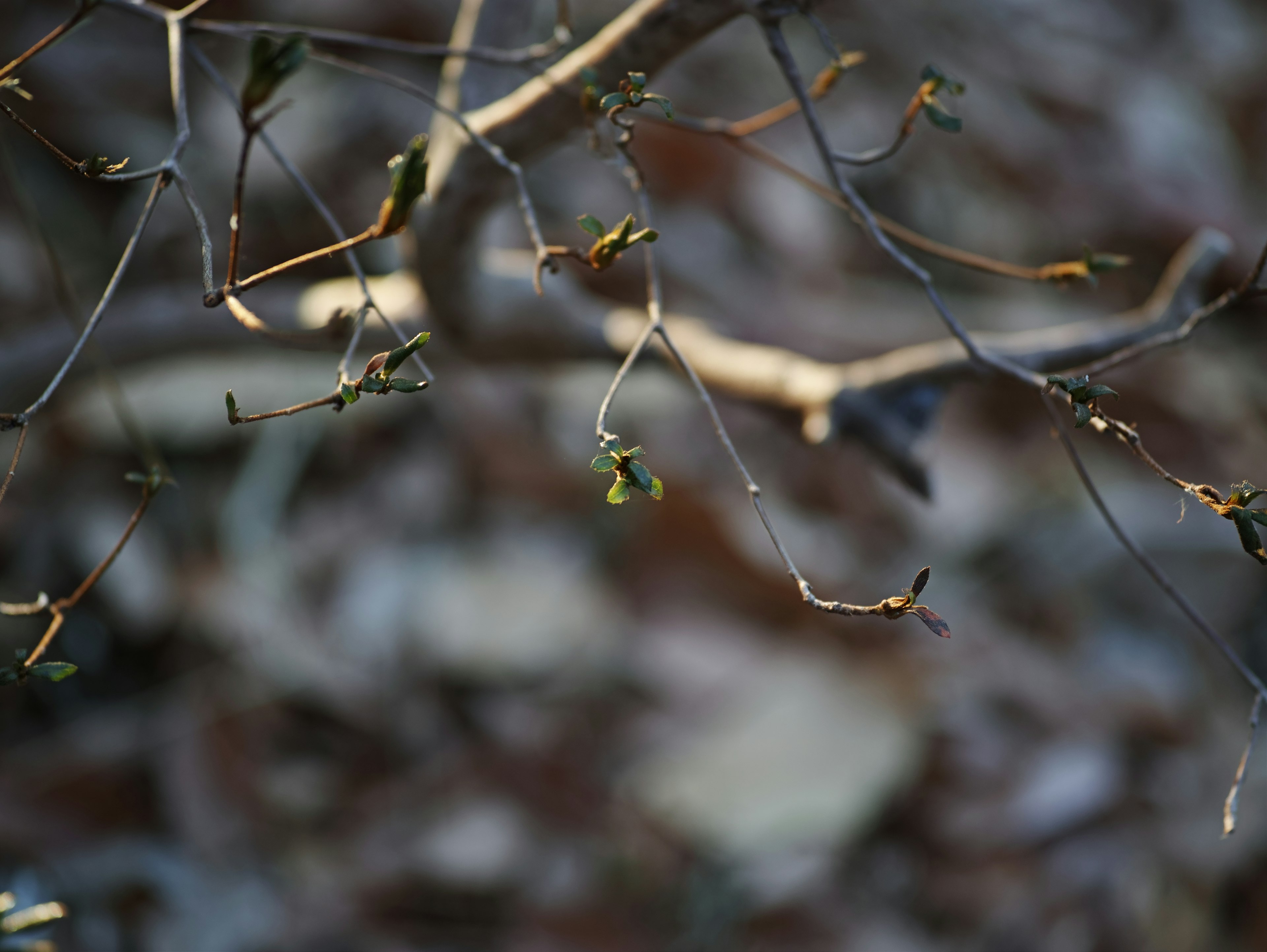 Spring scene with budding leaves on branches