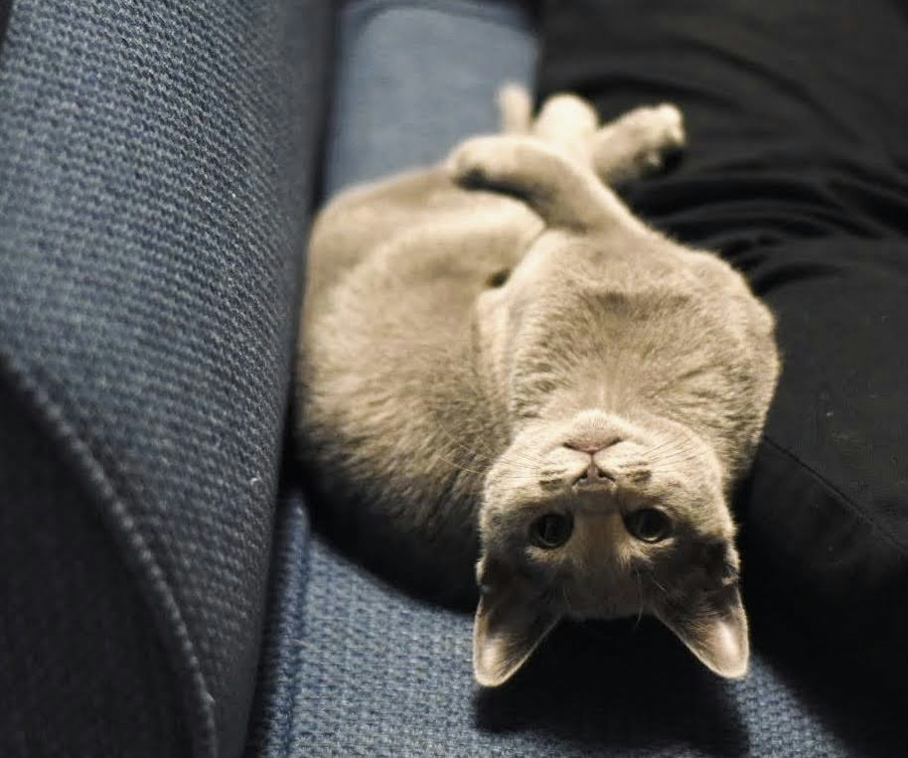 Chat gris allongé sur un canapé dans une posture détendue