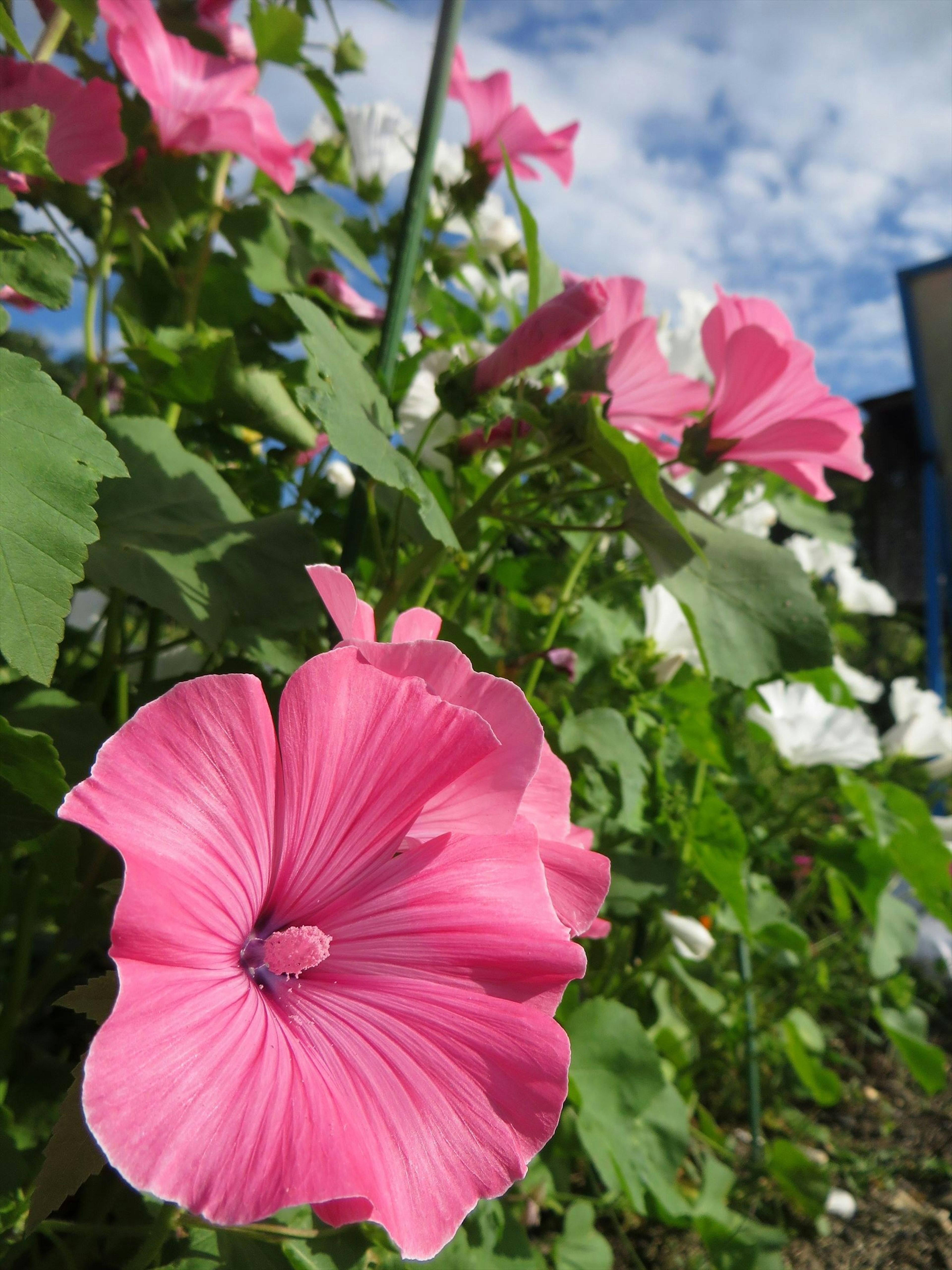 Fleurs roses vibrantes avec des feuilles vertes dans un jardin