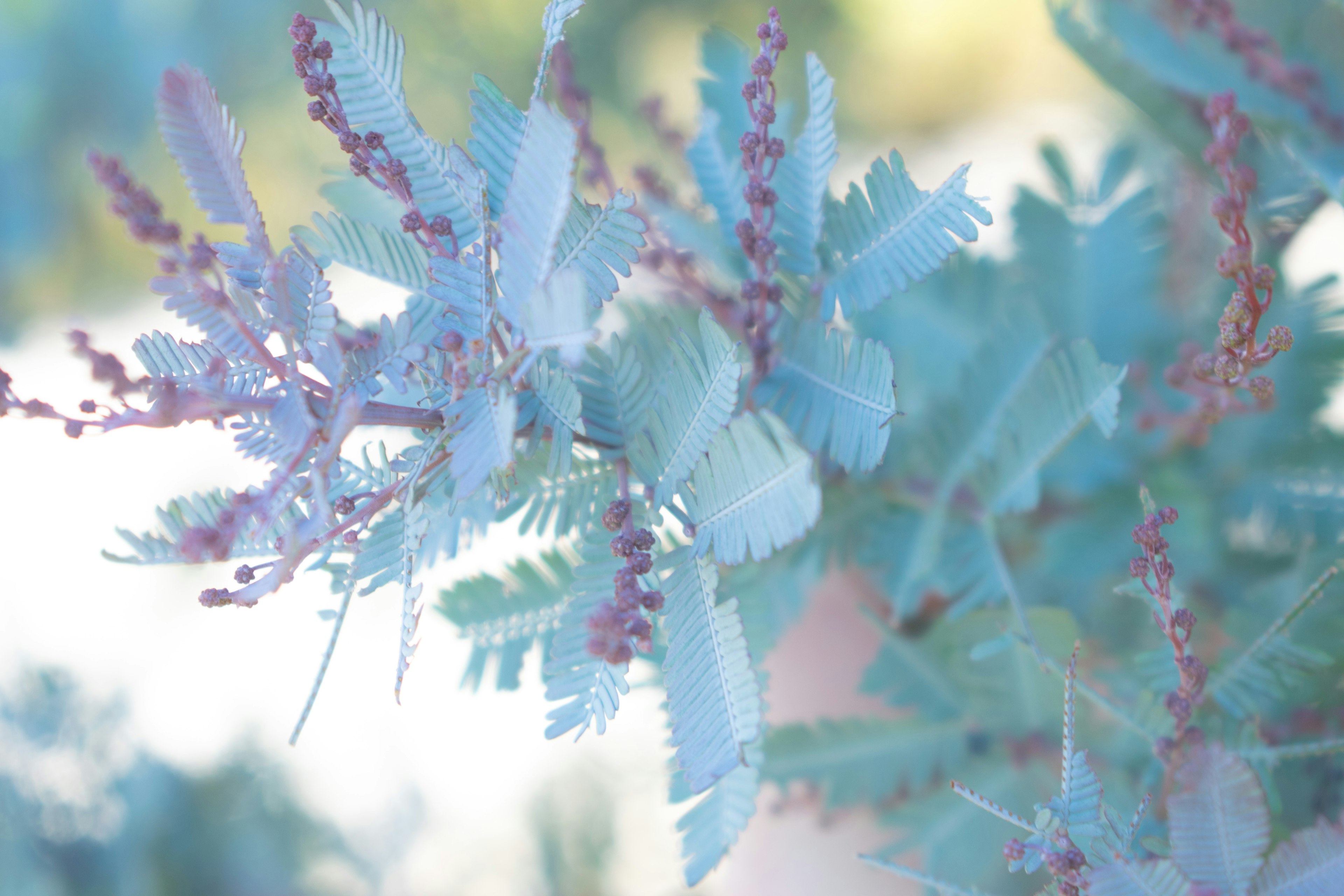 Close-up tanaman dengan daun biru pucat dan tunas merah