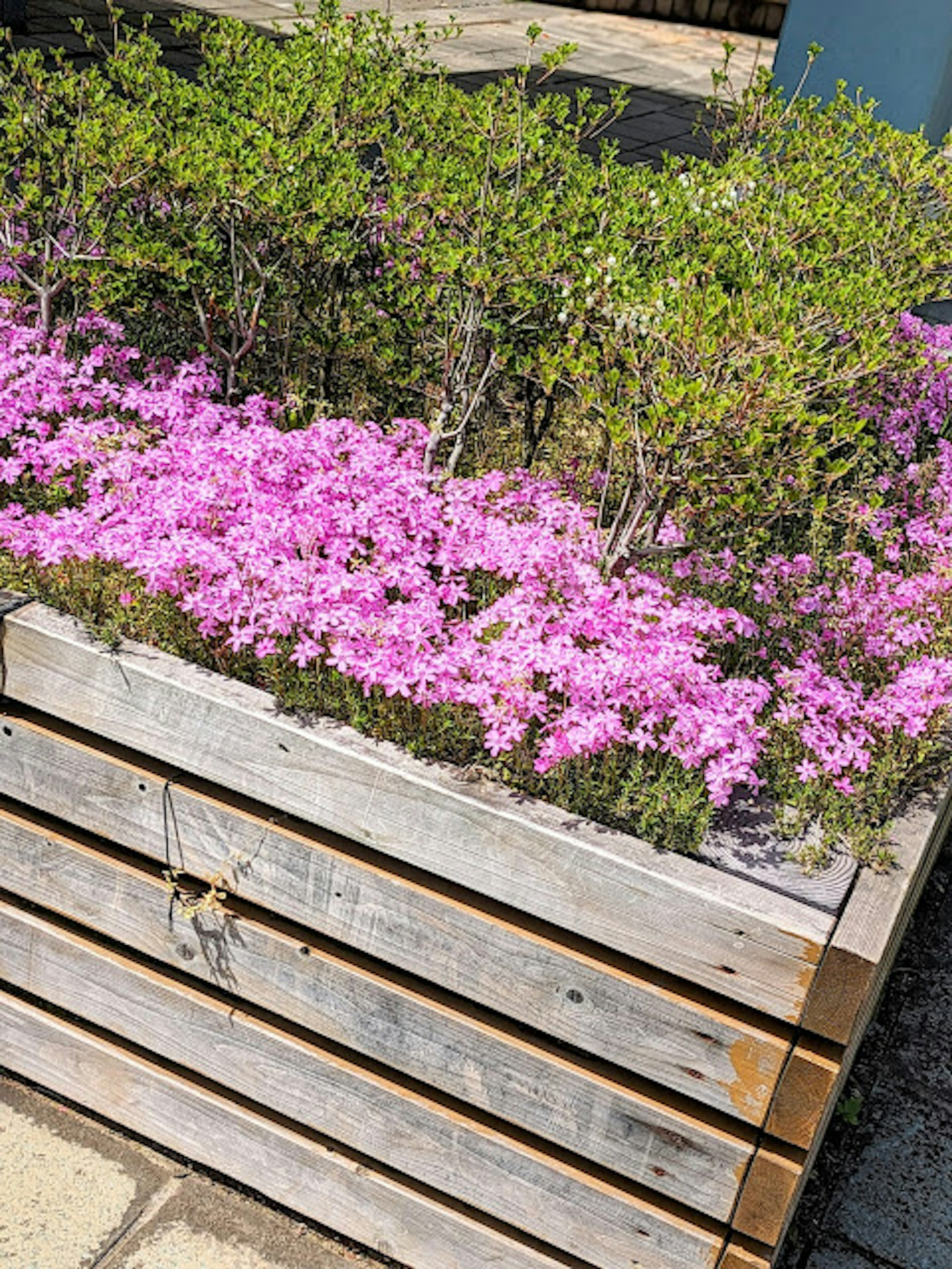 Vibrant pink flowers and green plants in a wooden planter