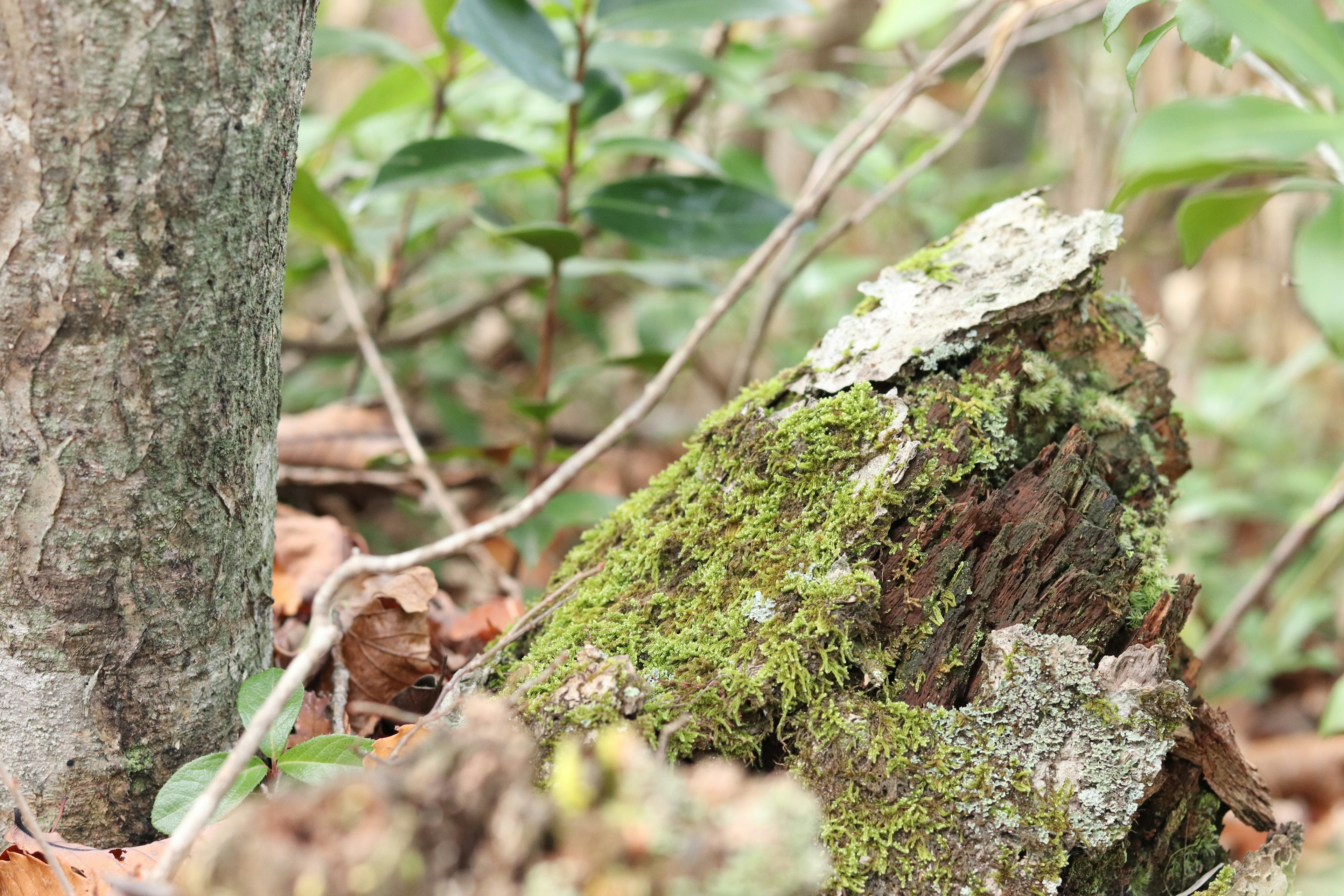 Tocón de árbol cubierto de musgo con vegetación circundante