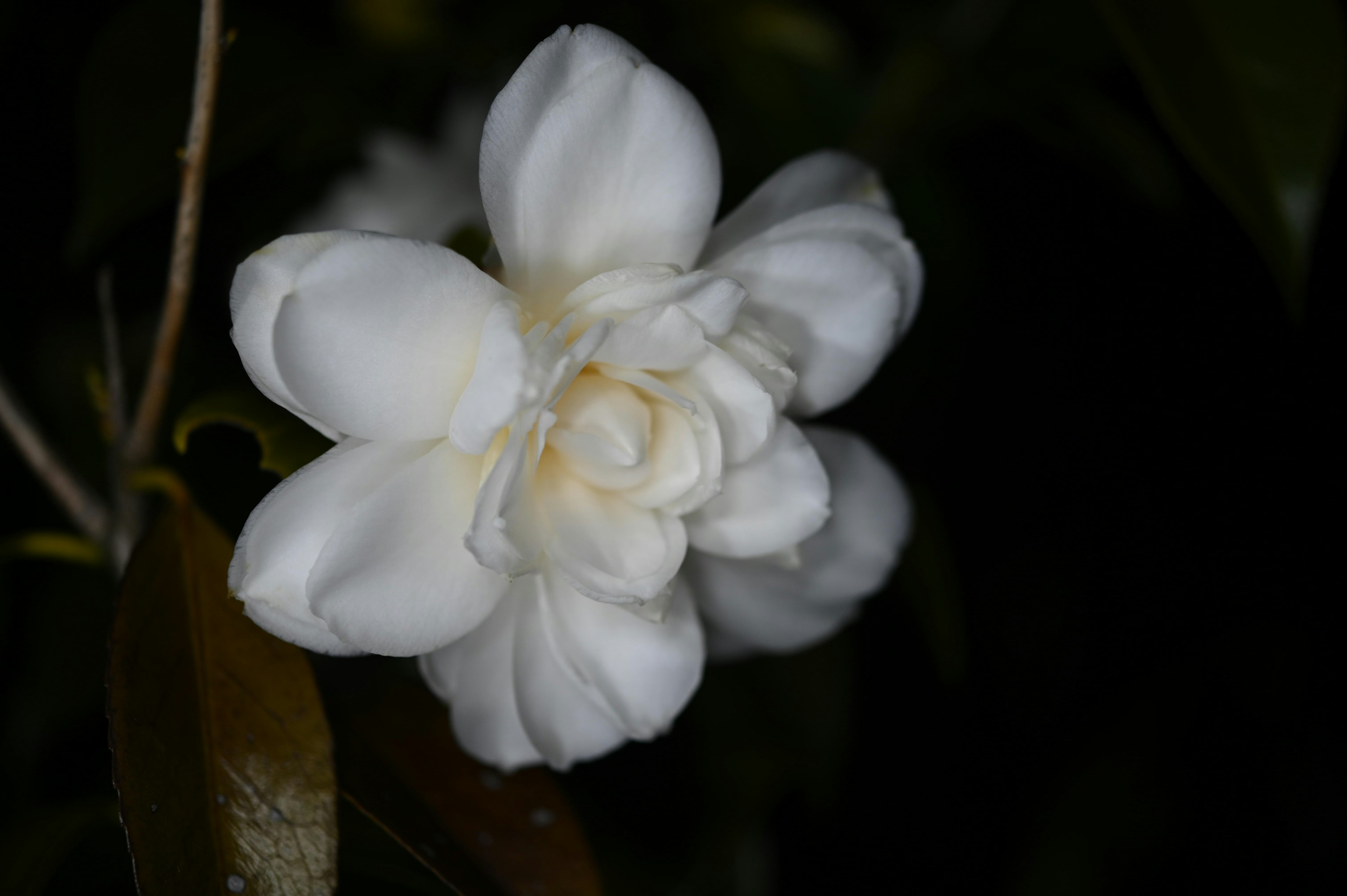 Primer plano de una hermosa flor blanca con pétalos superpuestos