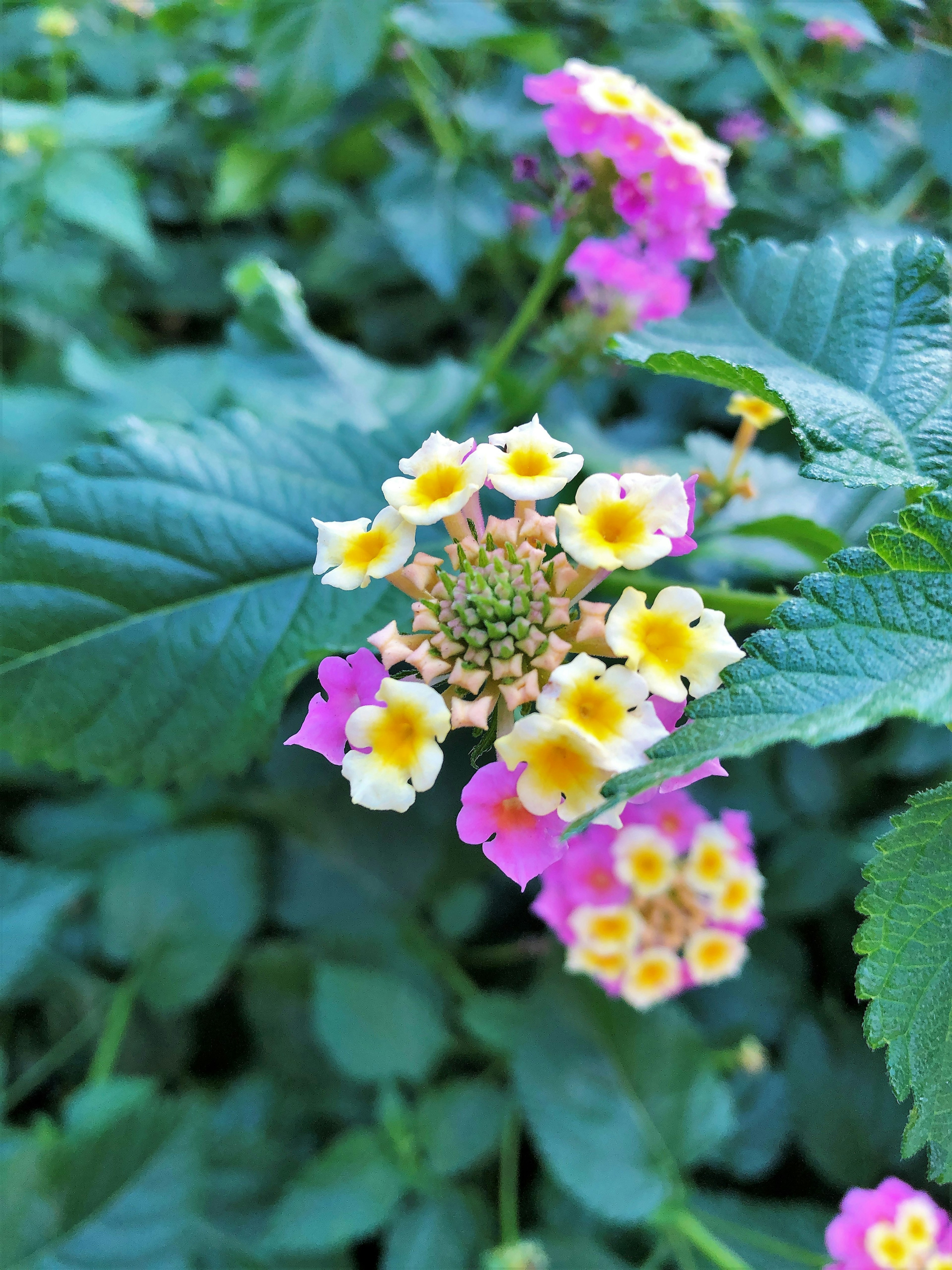 Bunga lantana berwarna-warni mekar di antara daun hijau