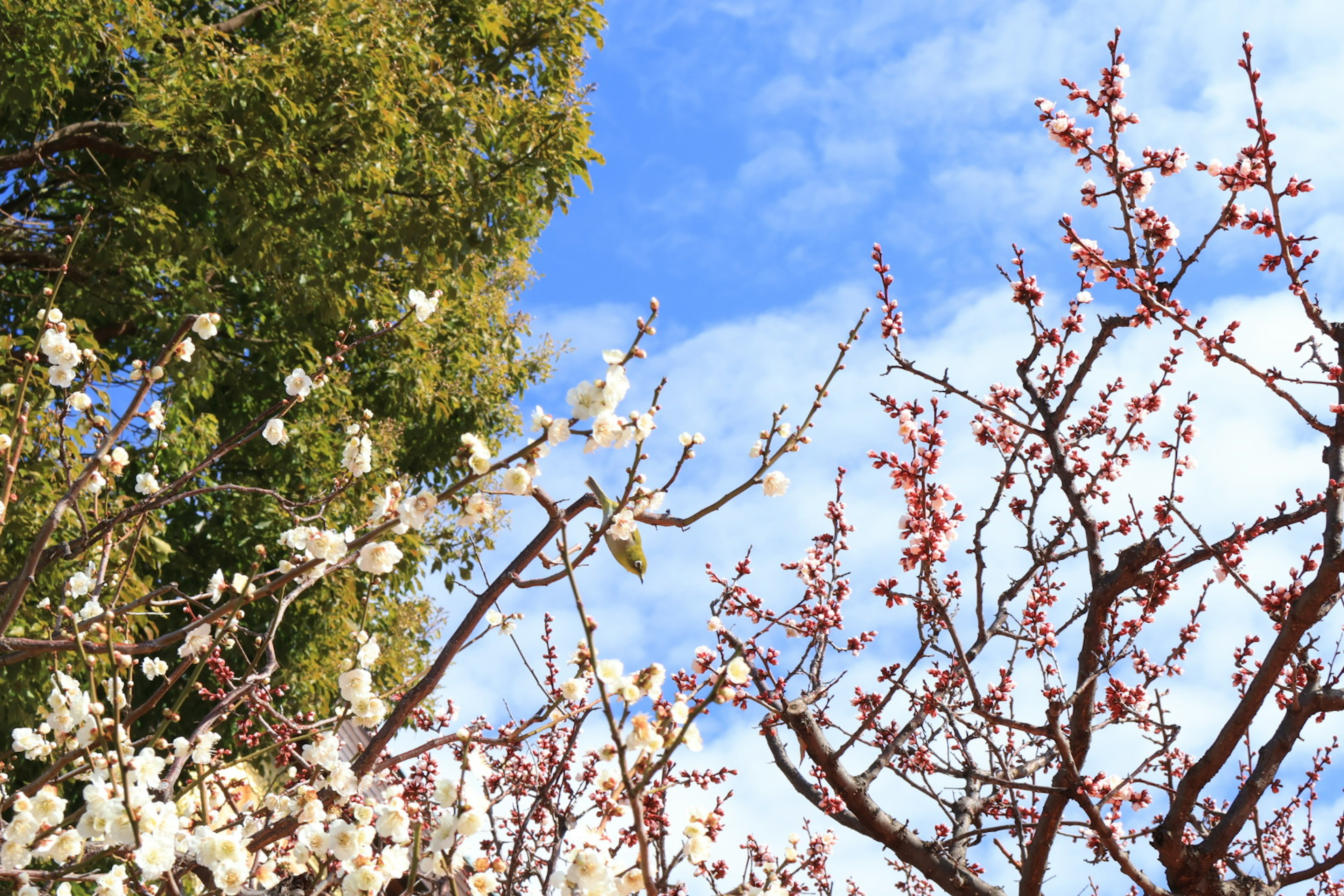 Trees with white and pink blossoms under a blue sky