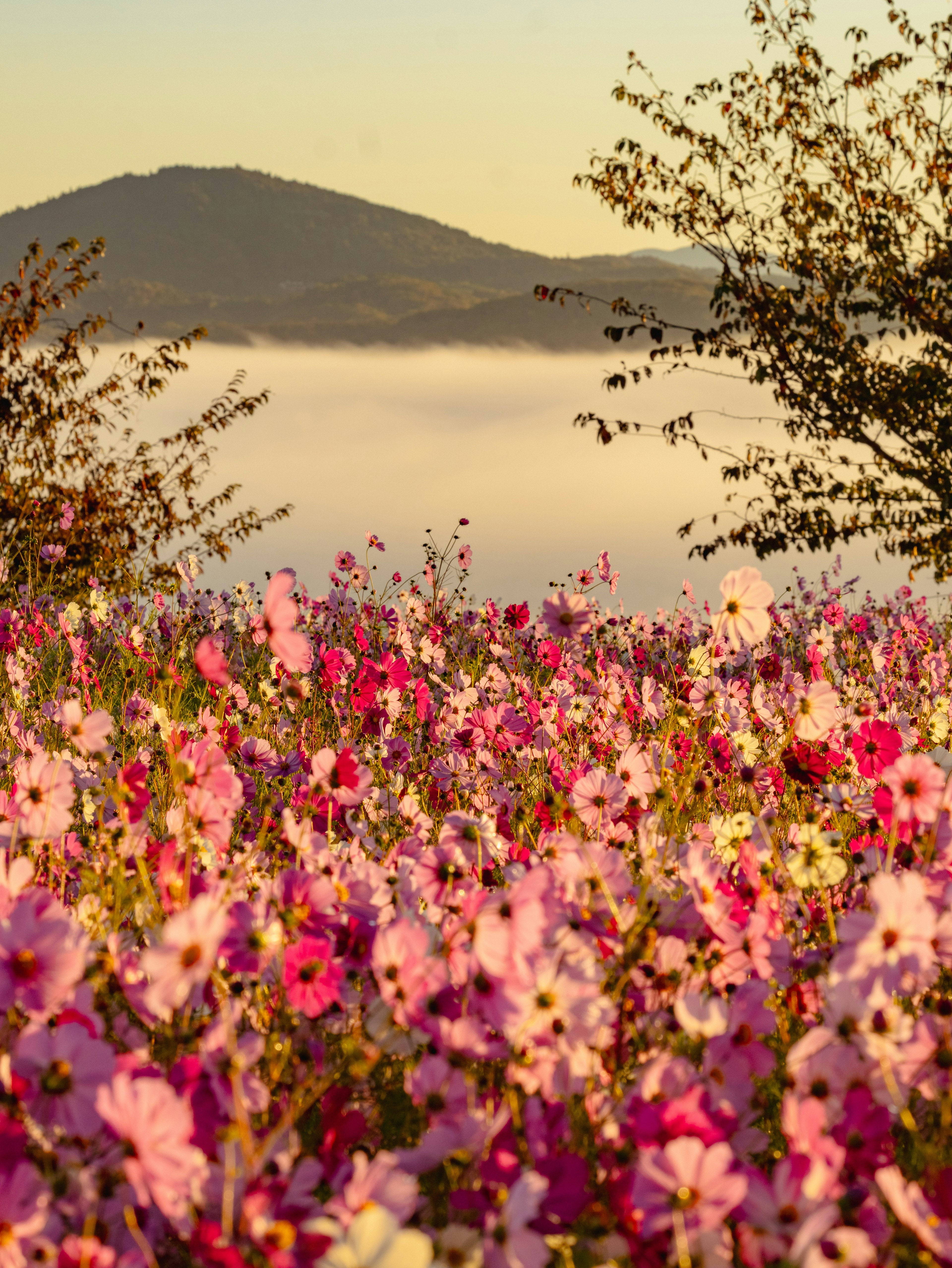 美しい花畑と山の景色朝日の中で咲く色とりどりの花々