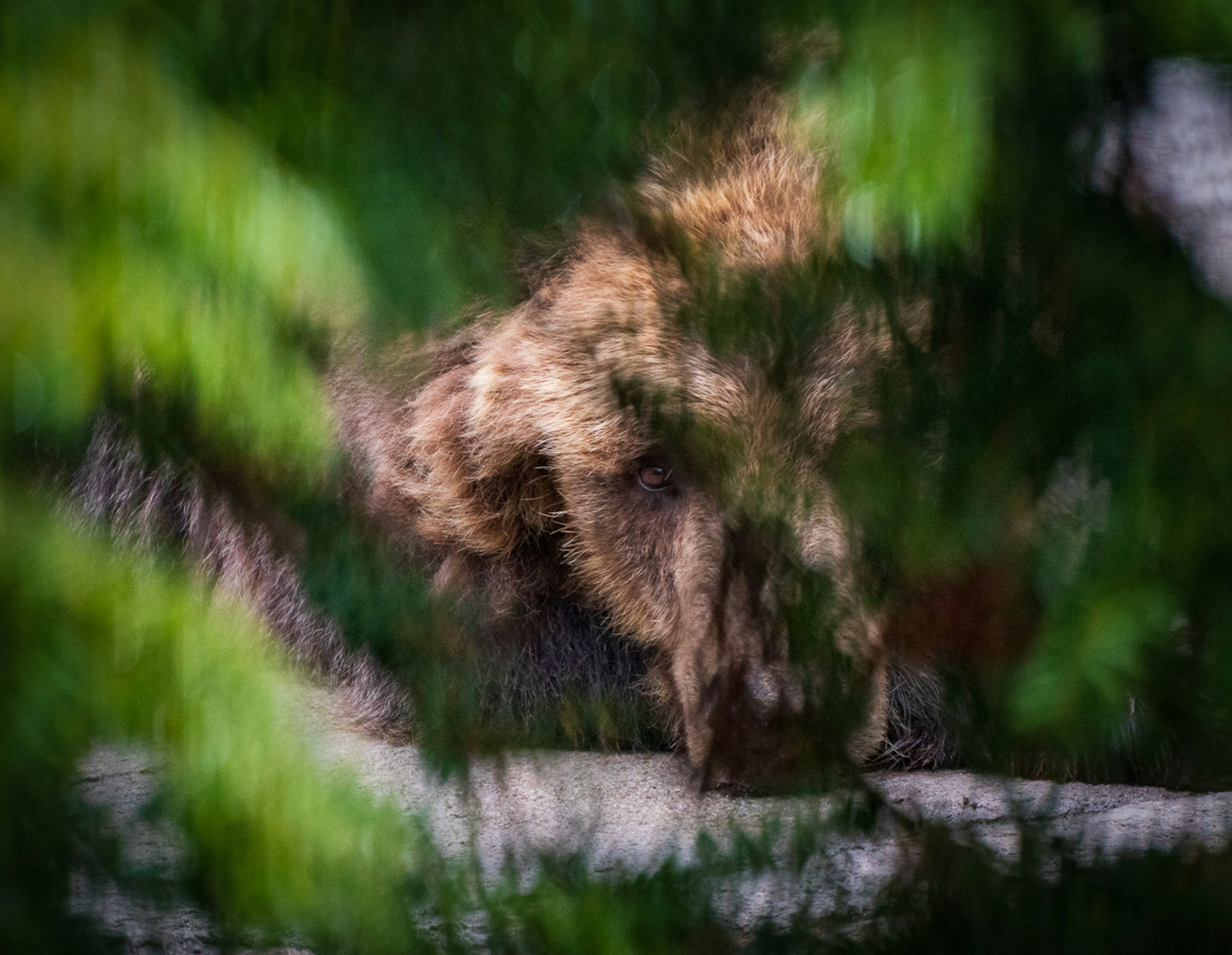 木々の間から見えるクマの姿