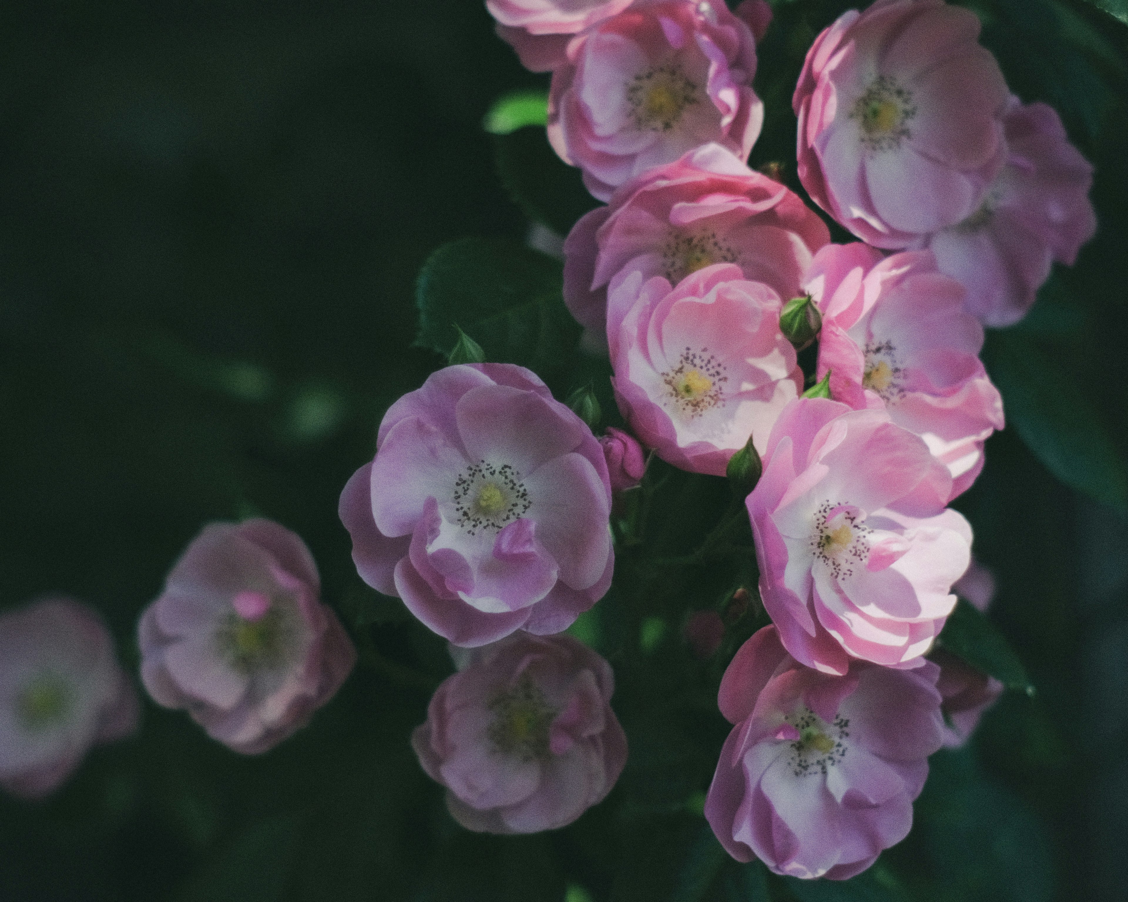 Un grupo de flores rosa pálido floreciendo en luz suave