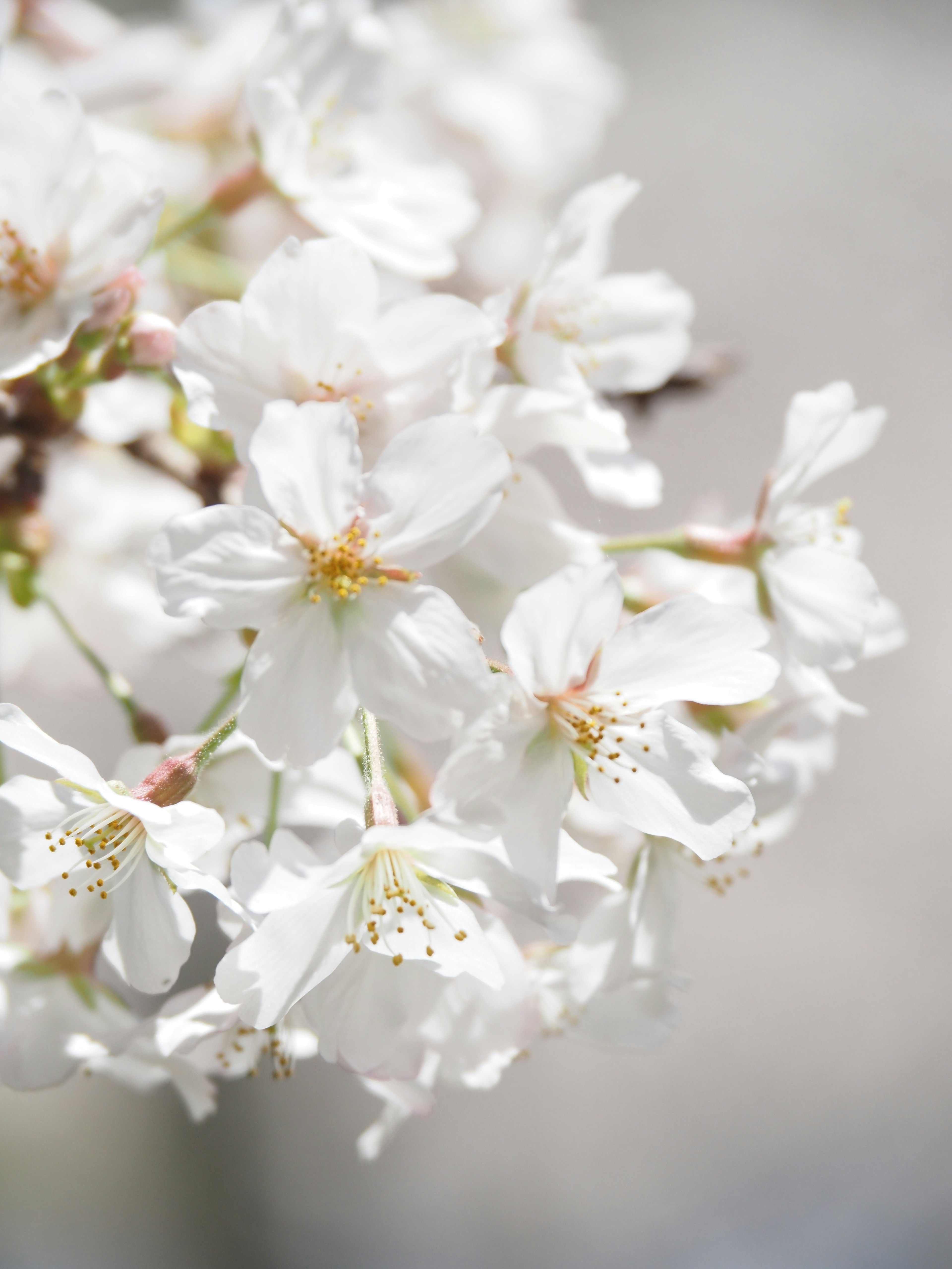 Close-up of blooming white cherry blossoms