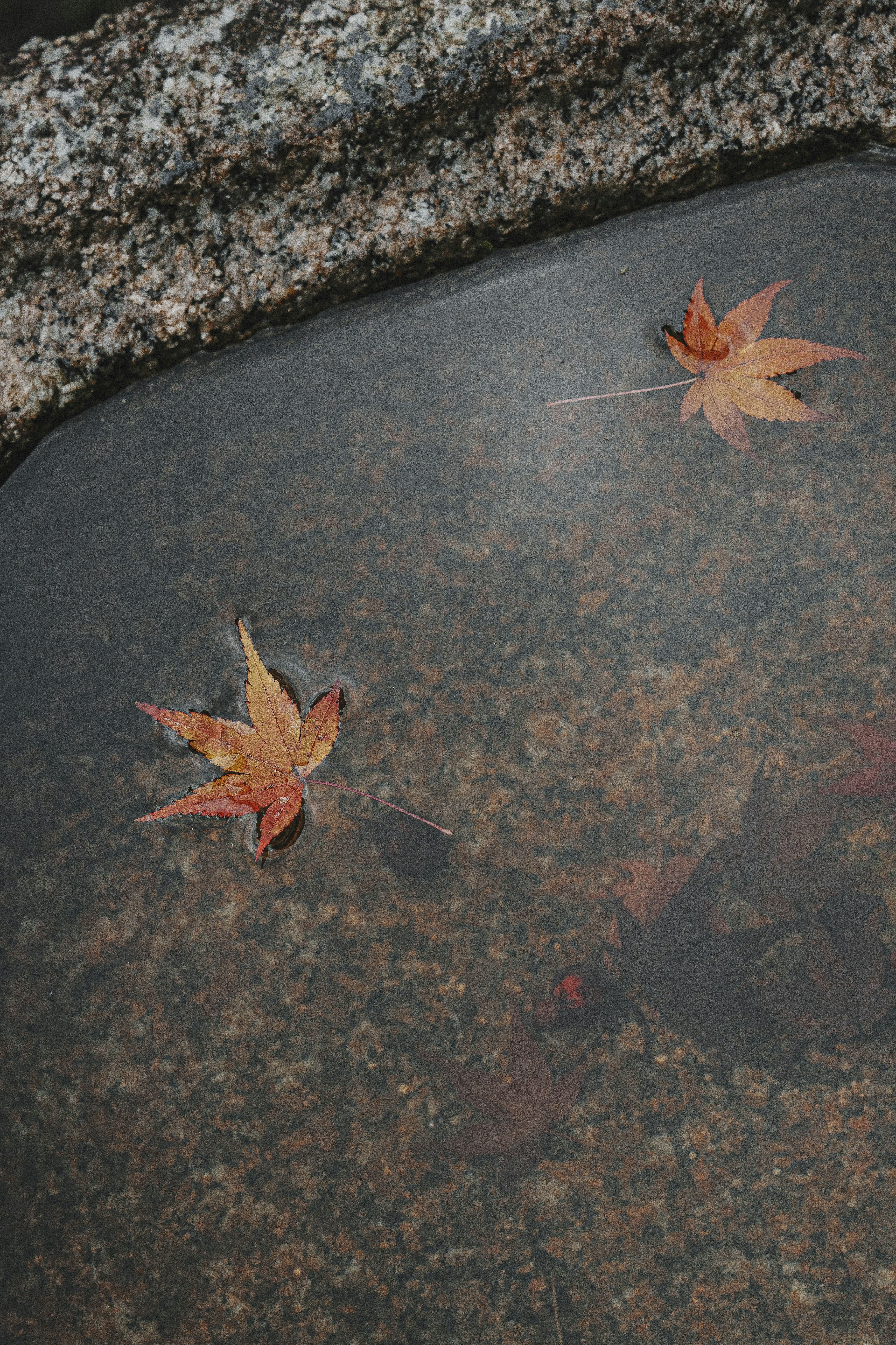 水面に浮かぶ紅葉の葉と石のテクスチャ