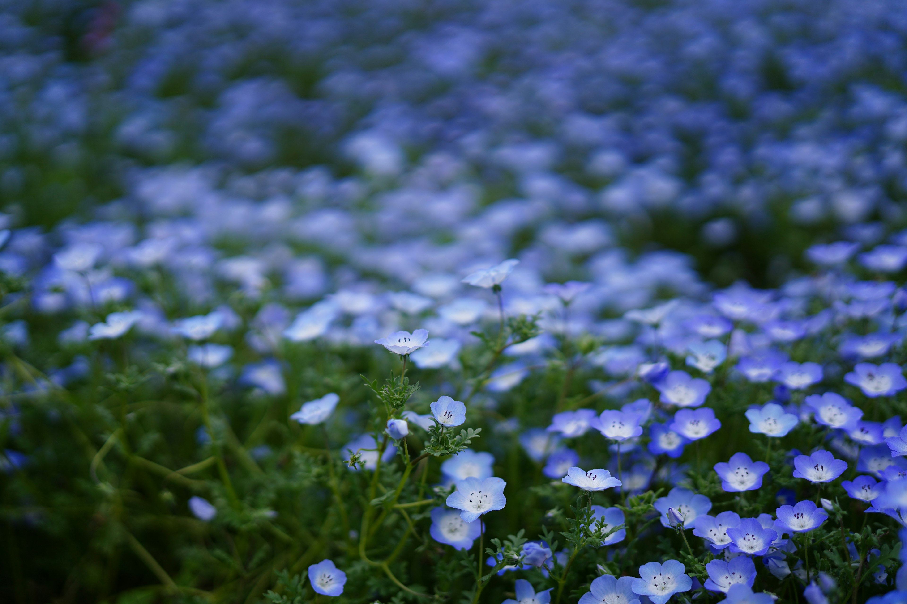 青い花が広がる風景