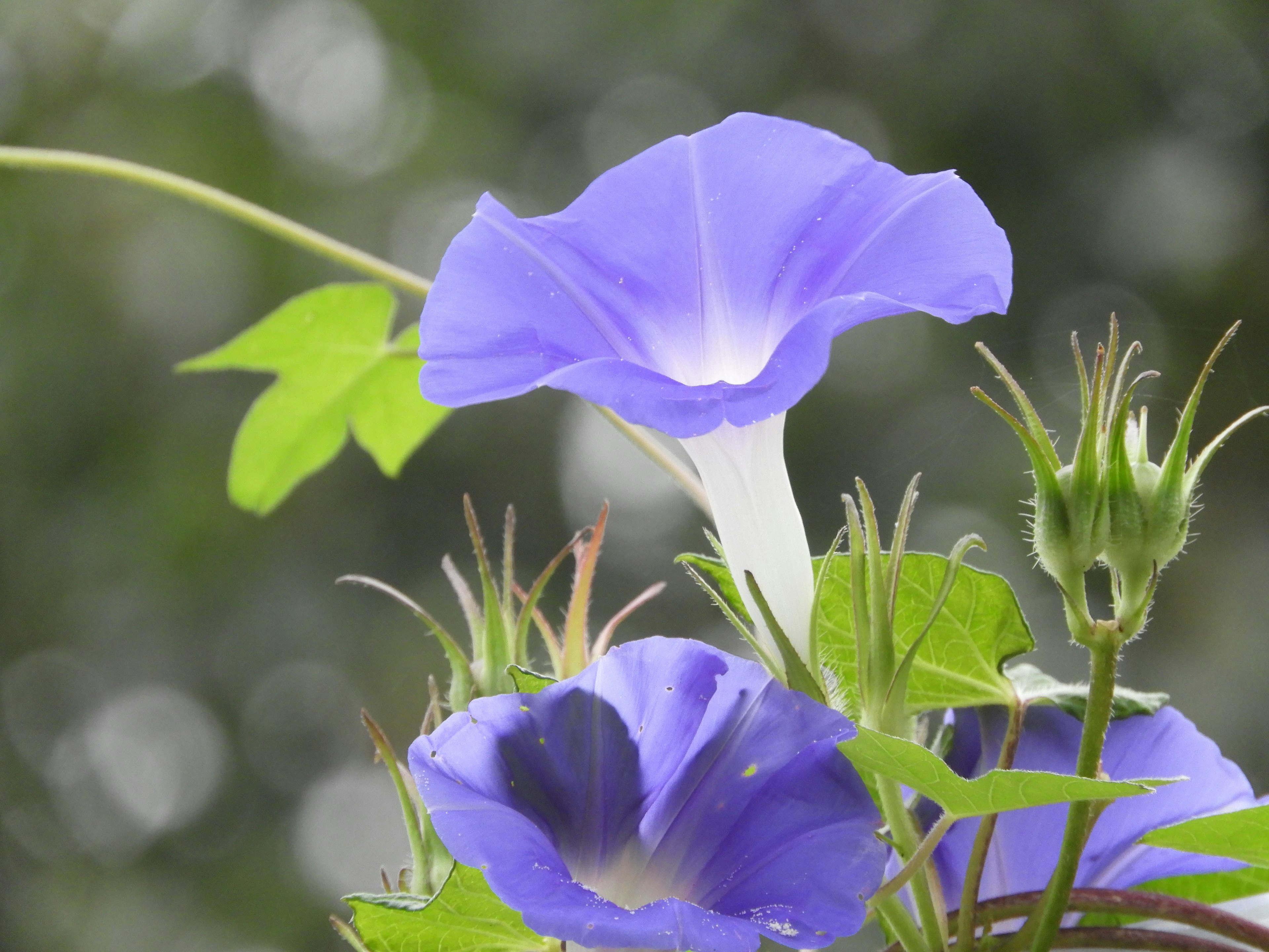 Close-up of vibrant purple morning glory flowers with green leaves