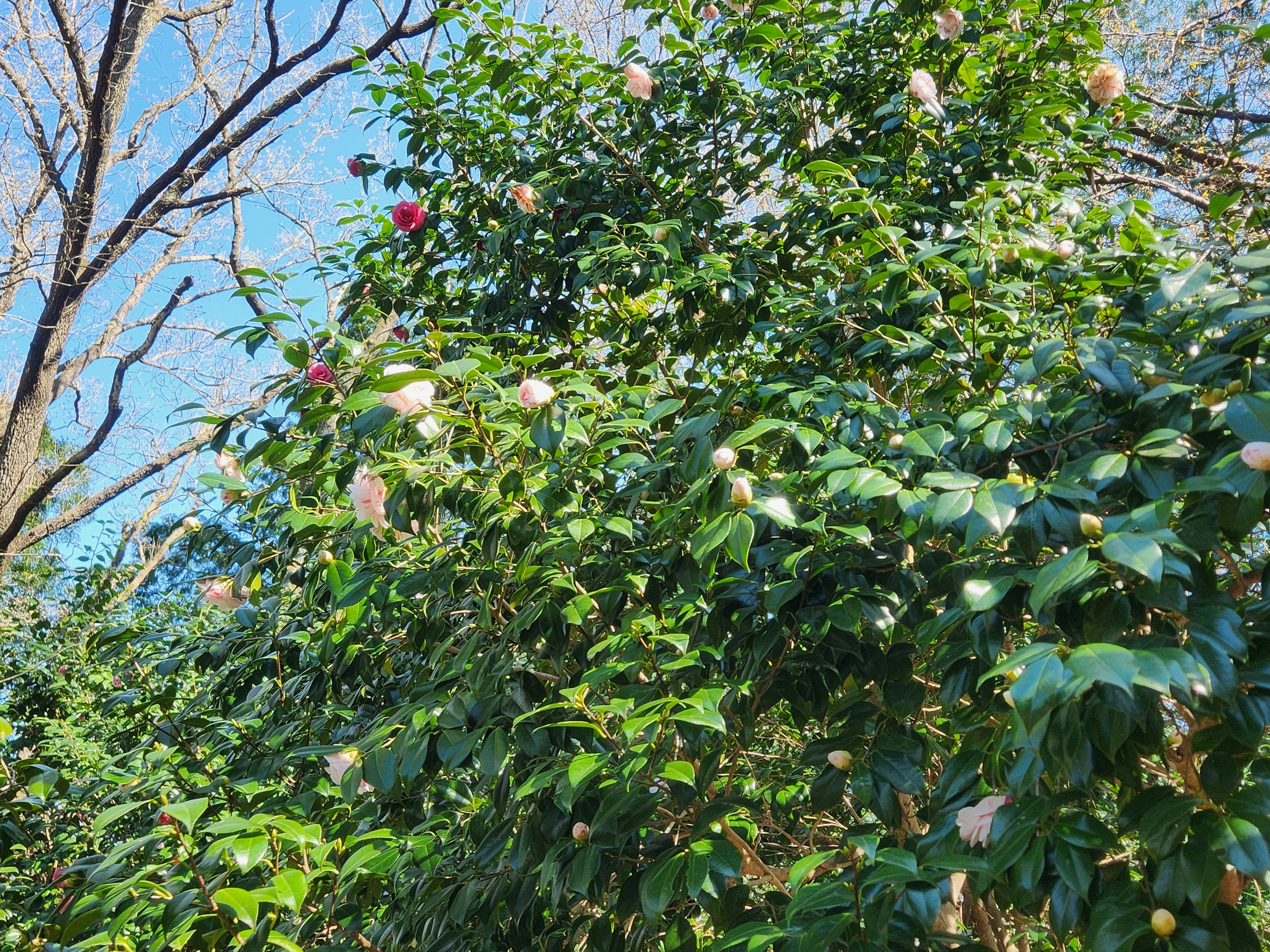 Sebuah pohon berwarna-warni dengan bunga dan daun hijau di bawah langit biru yang cerah