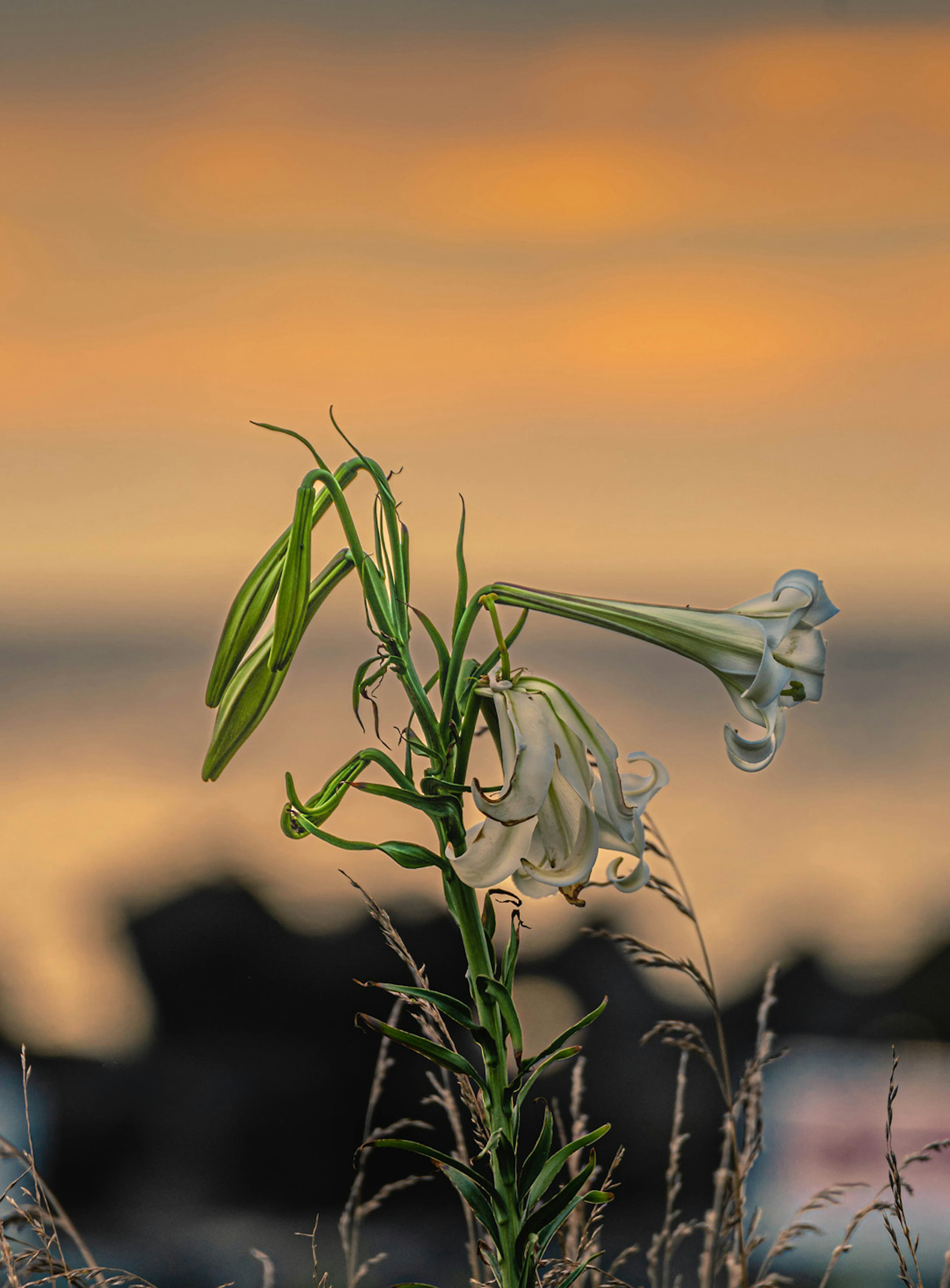 夕焼けの背景に立つ白いユリの花