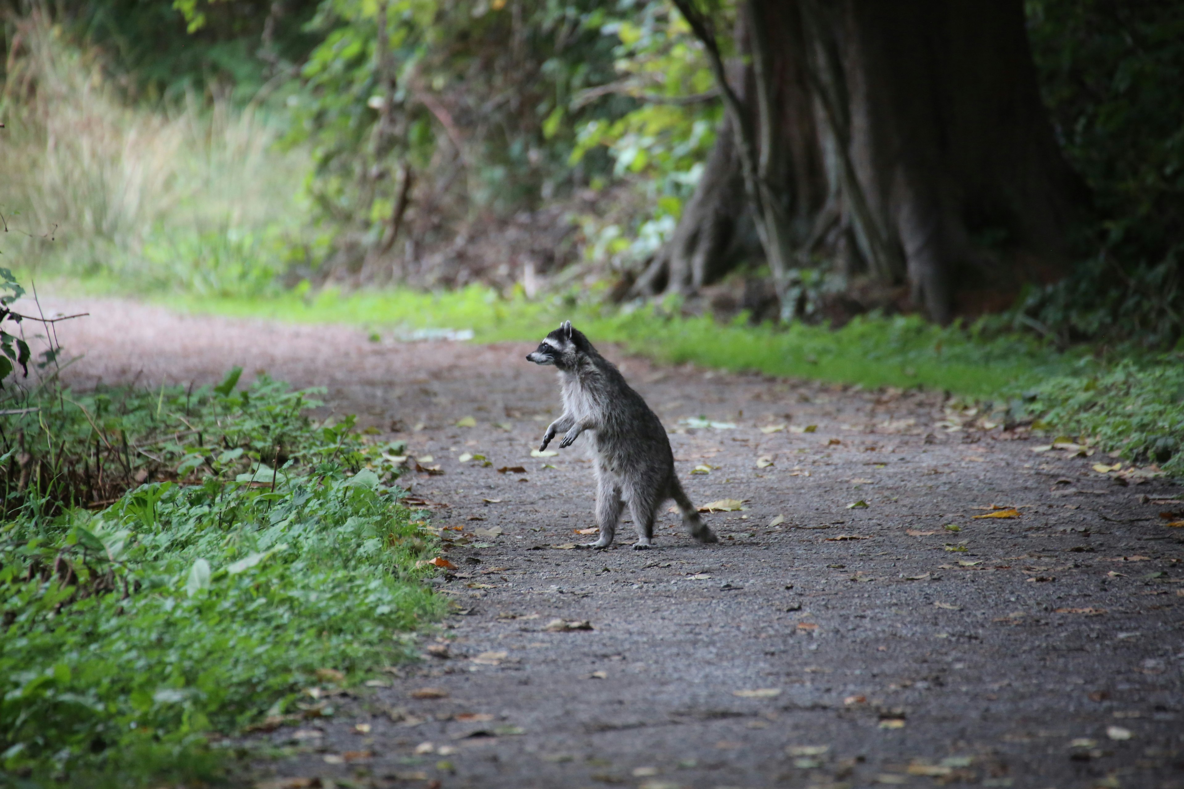 Raccoon standing on a path surrounded by greenery