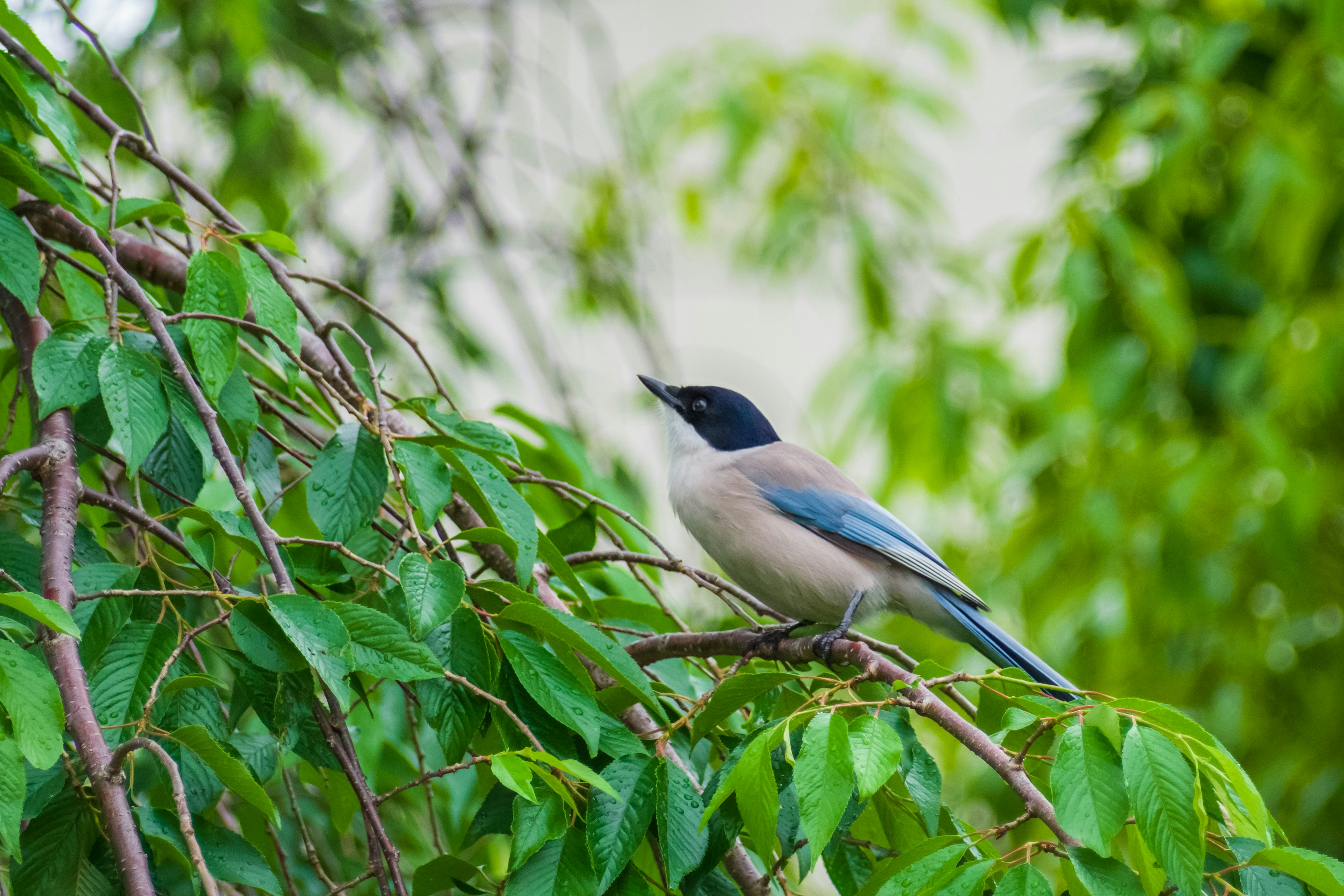 Ein kleiner Vogel mit blauen Flügeln und schwarzem Kopf, der auf grünen Blättern sitzt