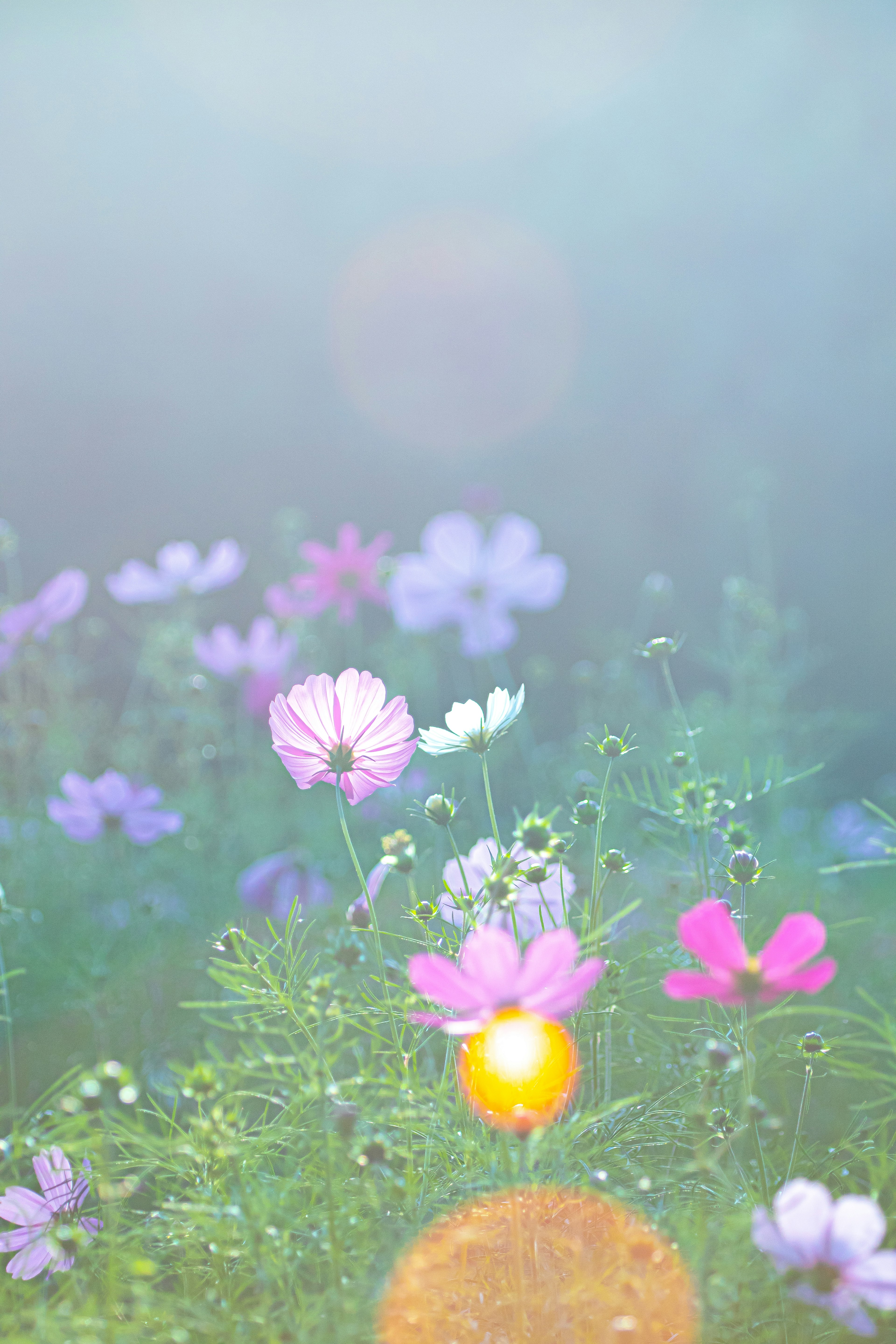 Una escena iluminada suavemente con varias flores coloridas en flor