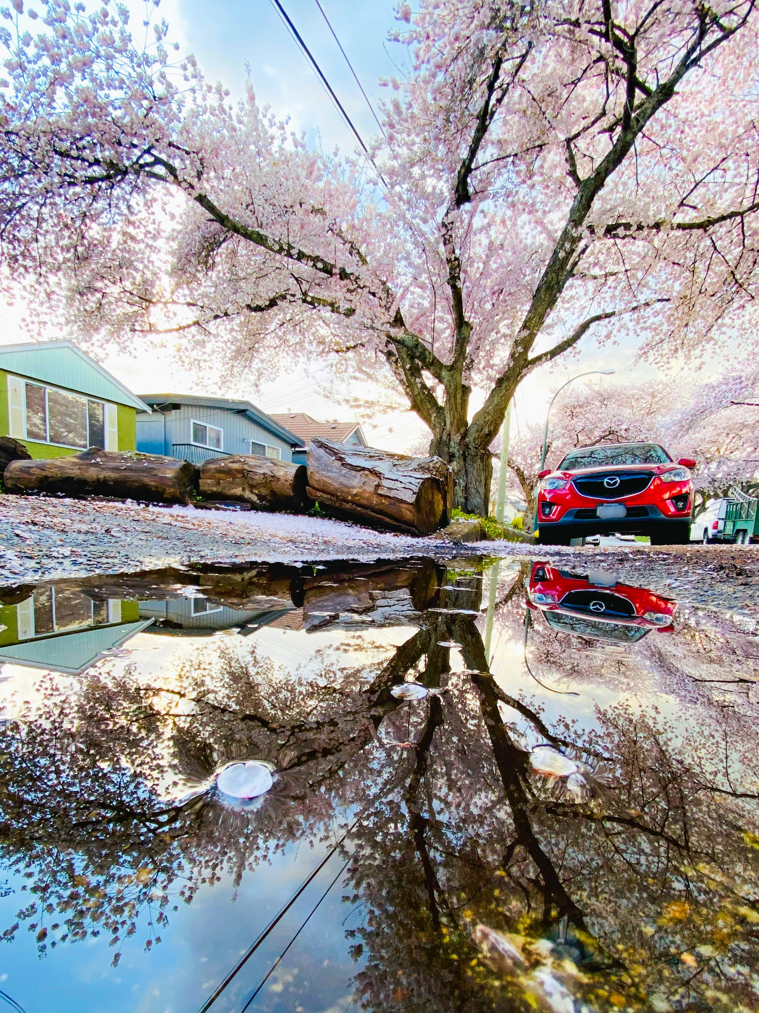 Beautiful scene of a cherry blossom tree and its reflection in a puddle