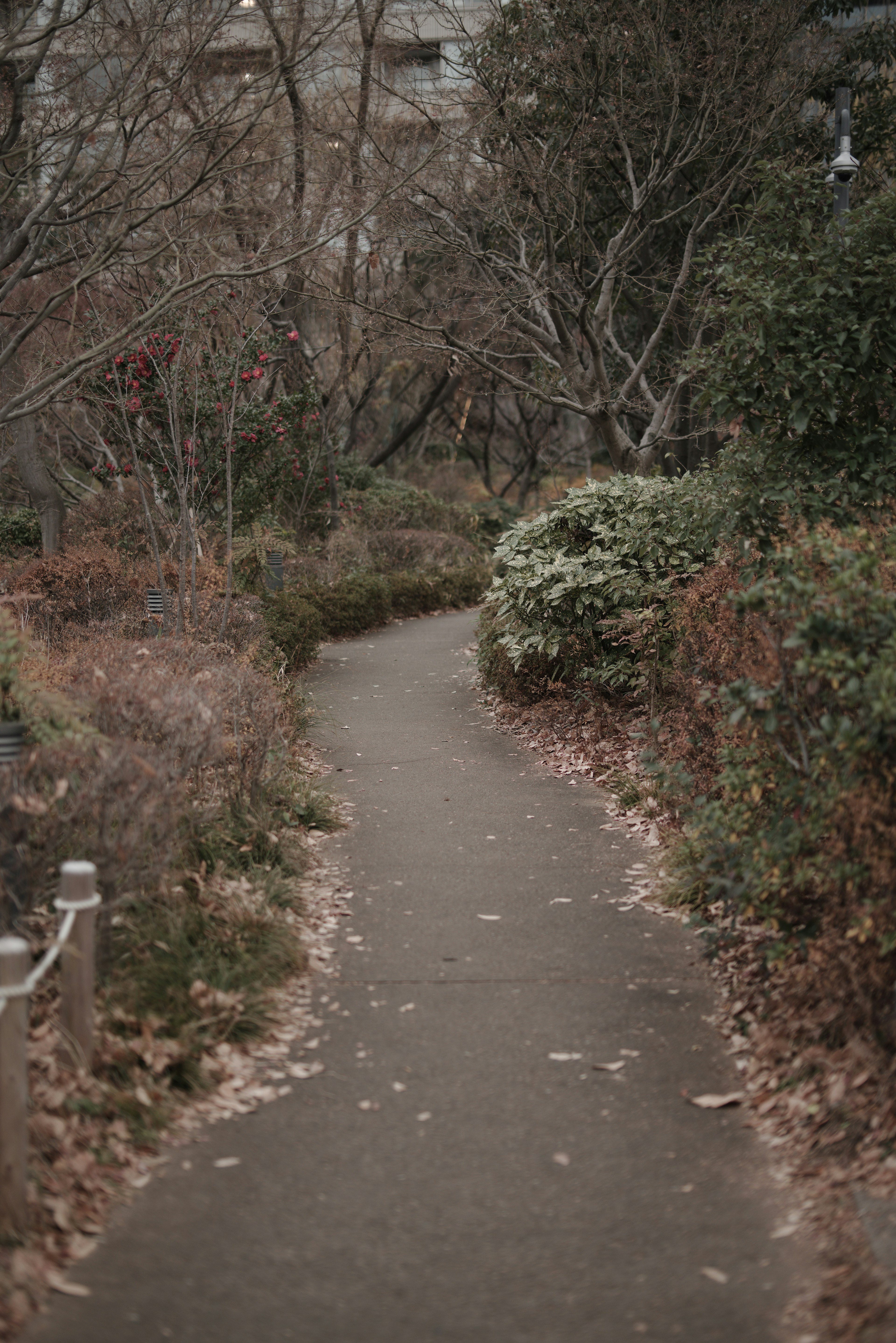 Quiet pathway surrounded by green plants and fallen leaves