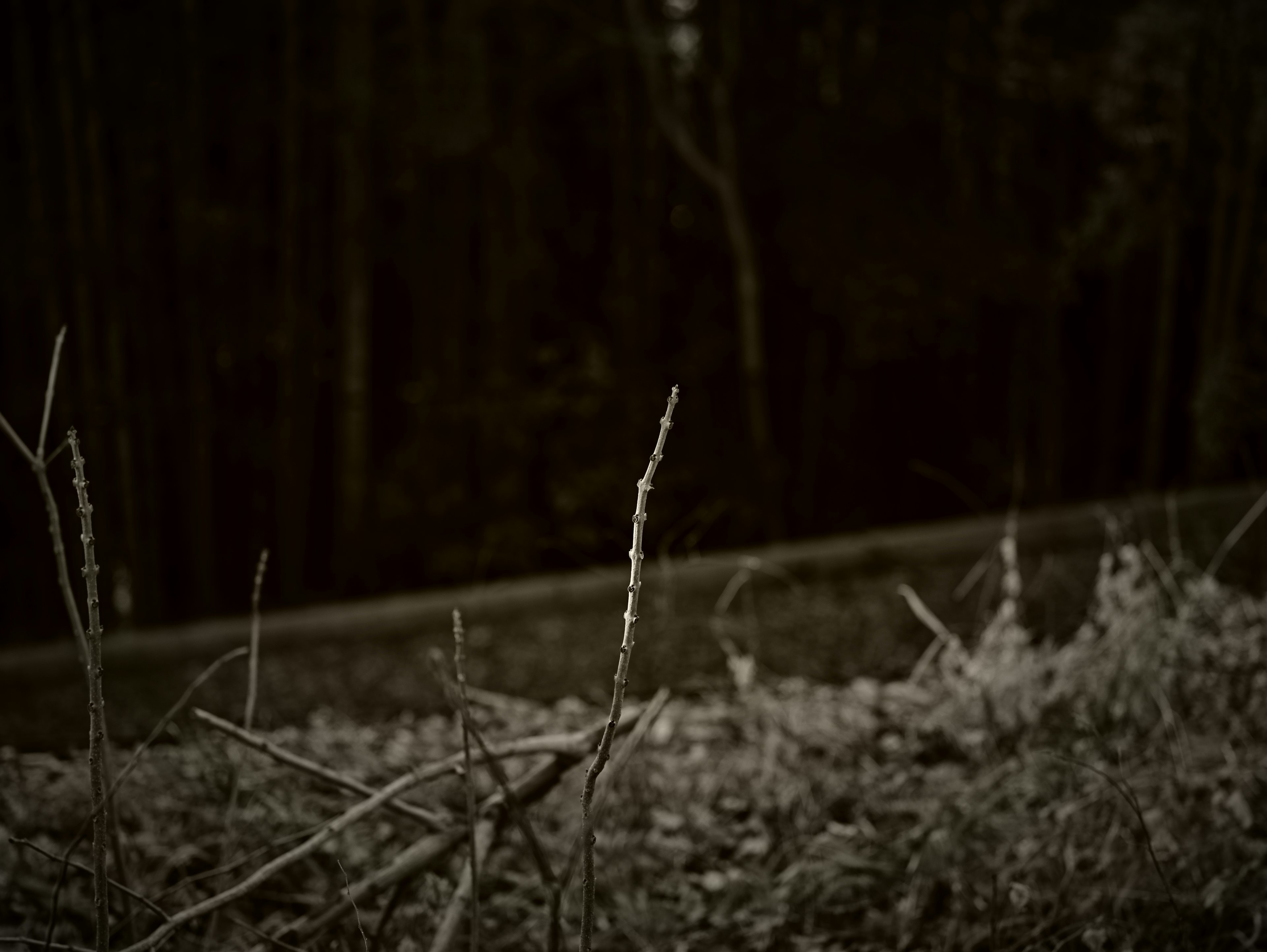 A dark forest scene featuring thin grass and dry leaves