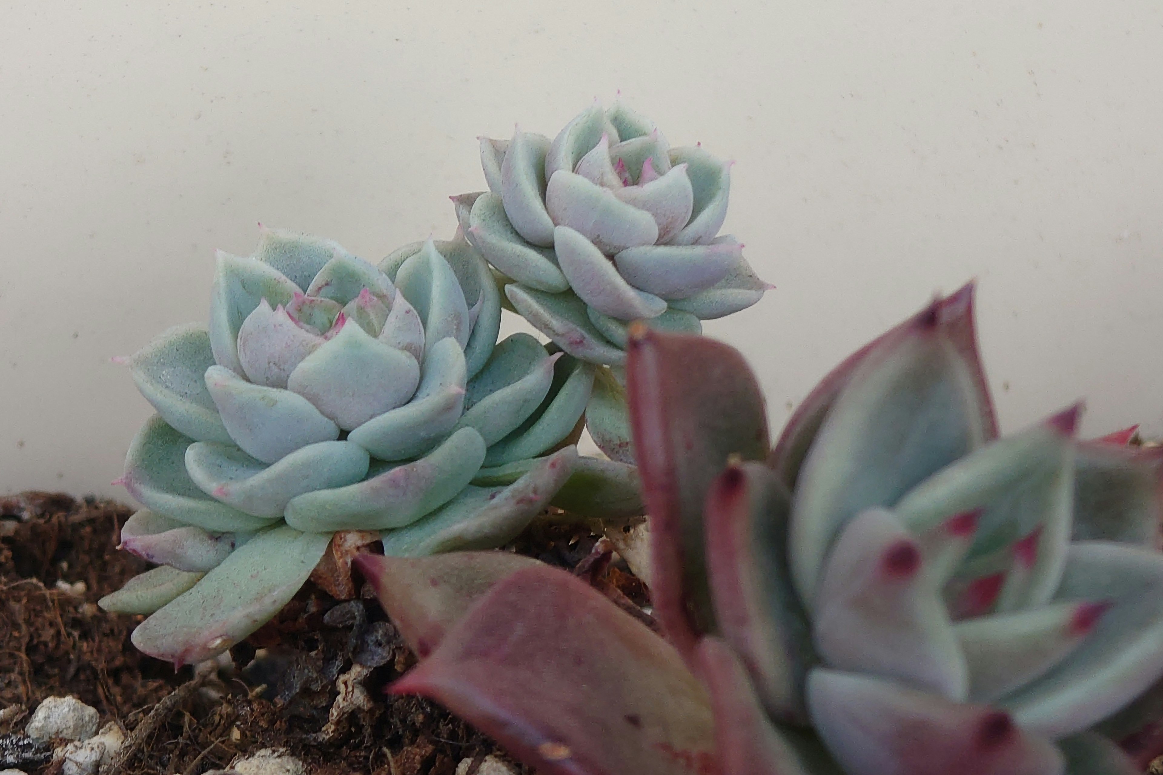 Groupe de plantes succulentes bleuâtres dans le sol