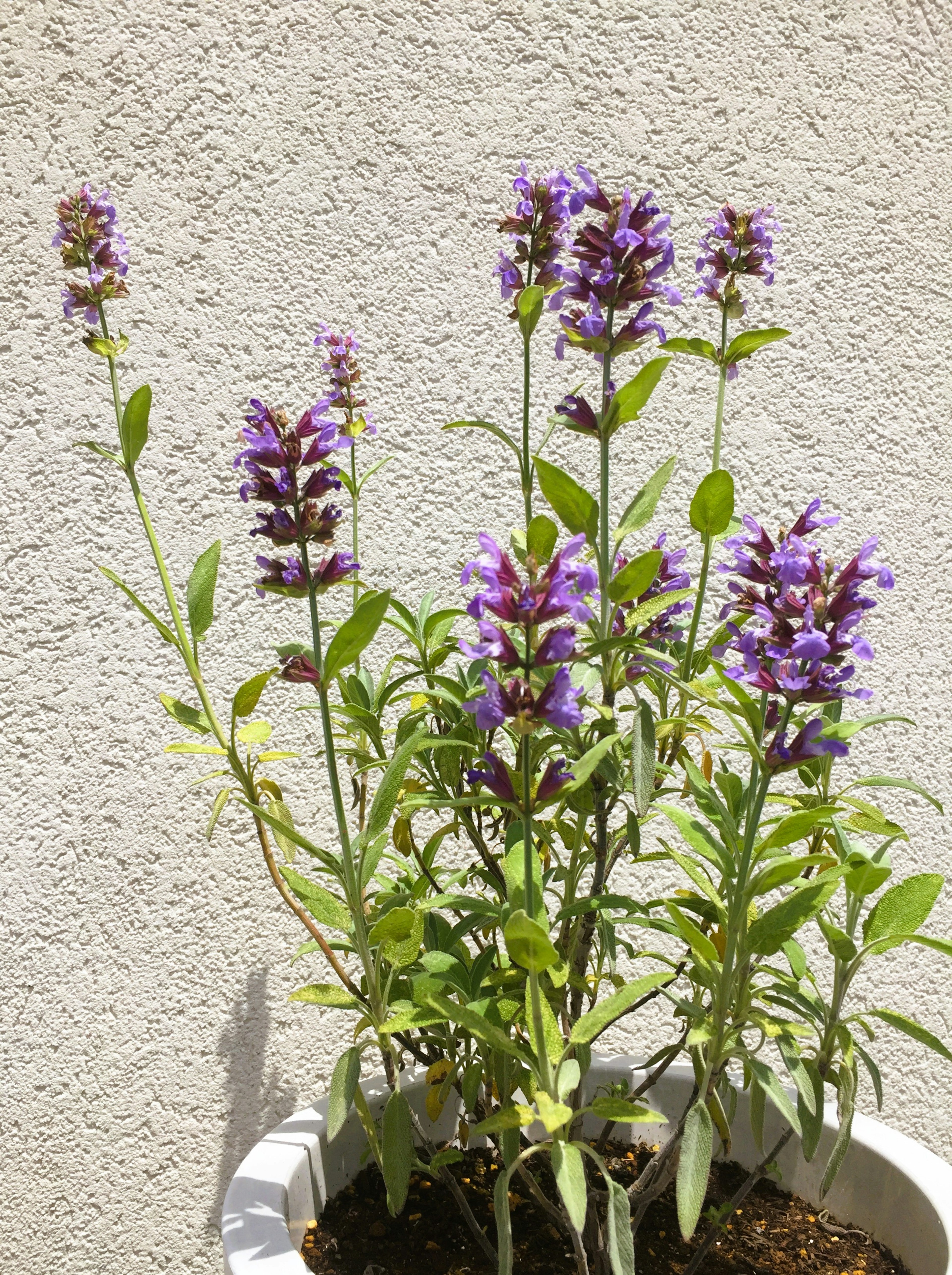 Topfpflanze mit lila Blüten