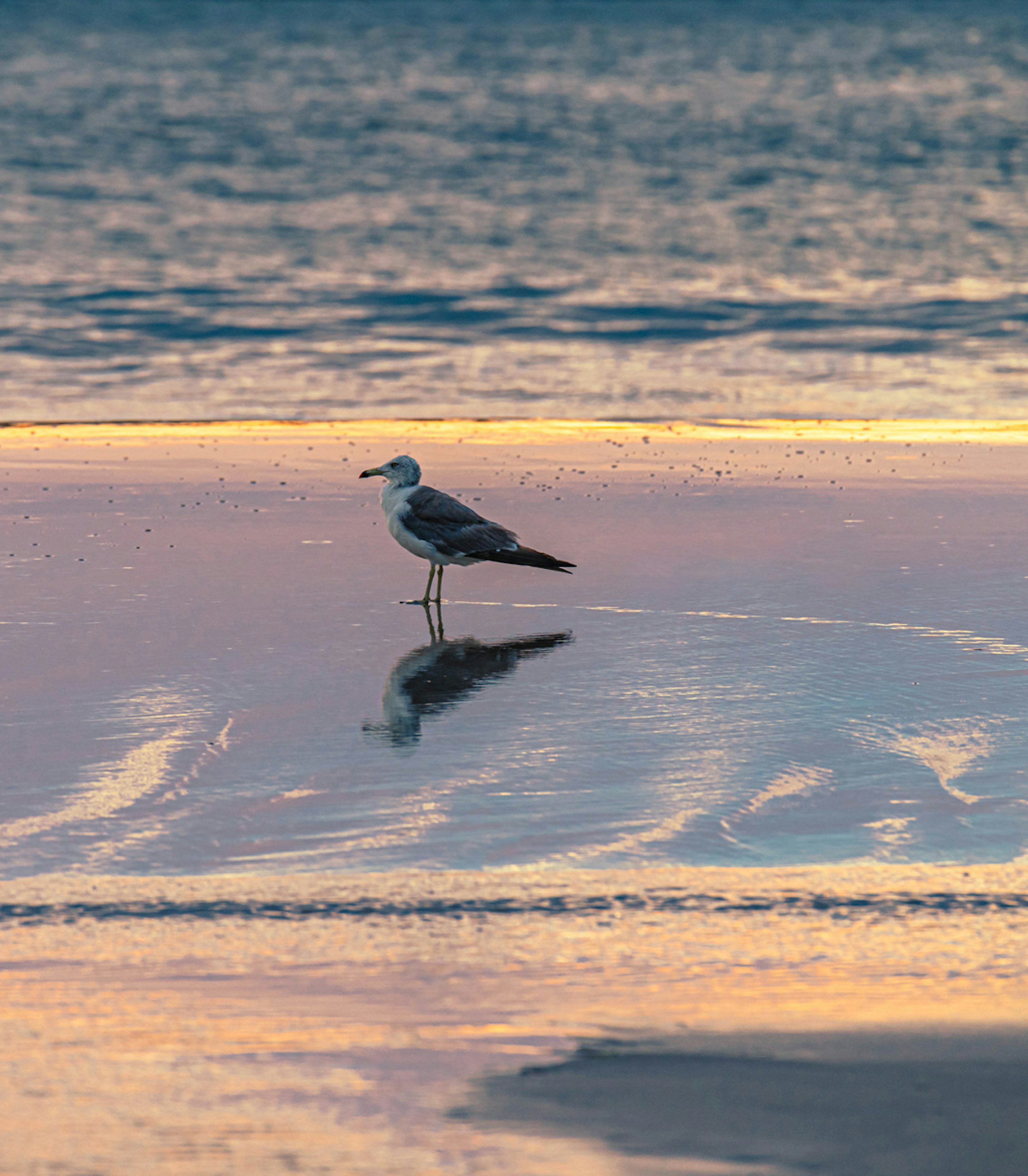 Seekor burung camar berdiri di genangan air di tepi pantai yang memantulkan matahari terbenam