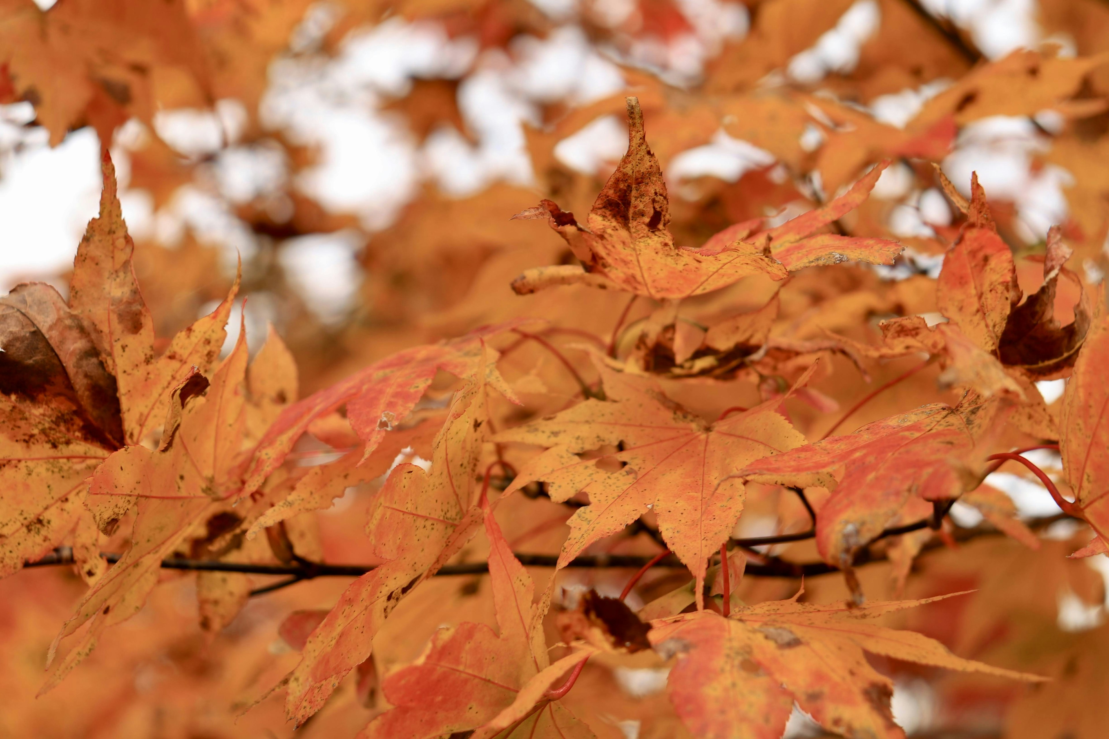 Groupe dense de feuilles d'automne orange vif