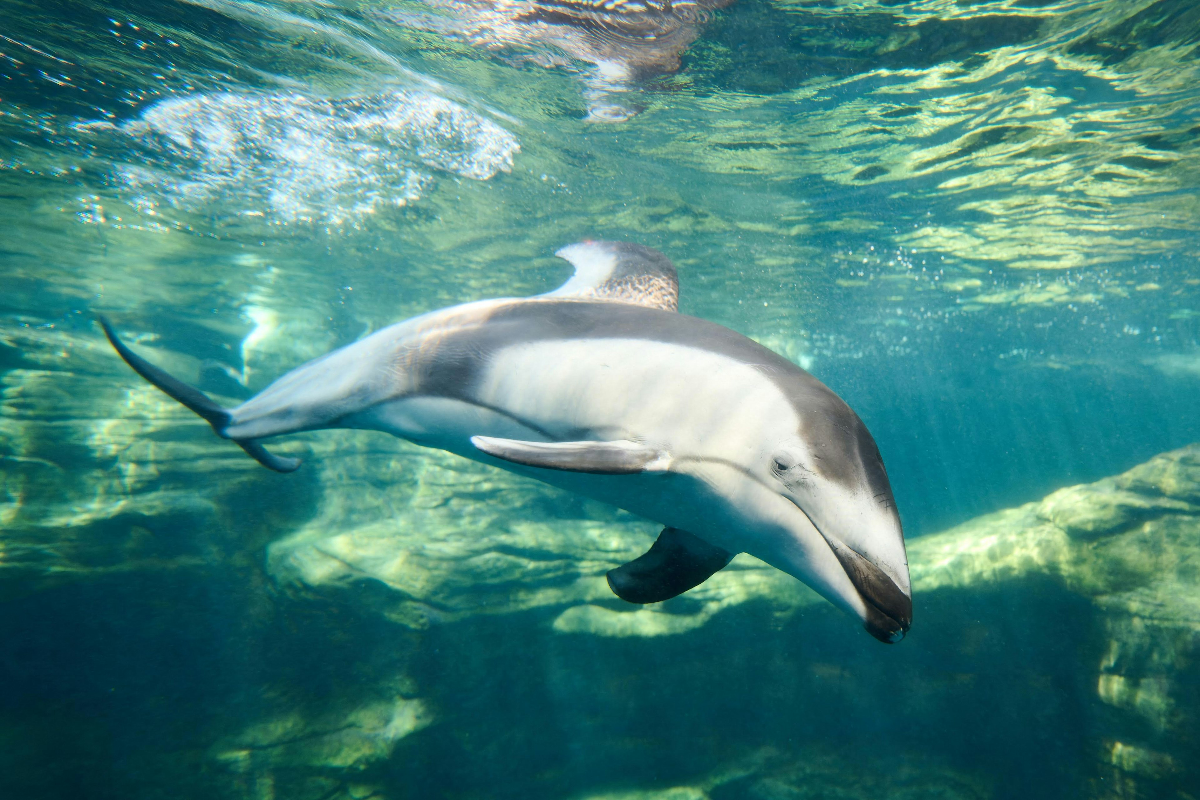 水中で泳ぐイルカの美しい姿と青い水面