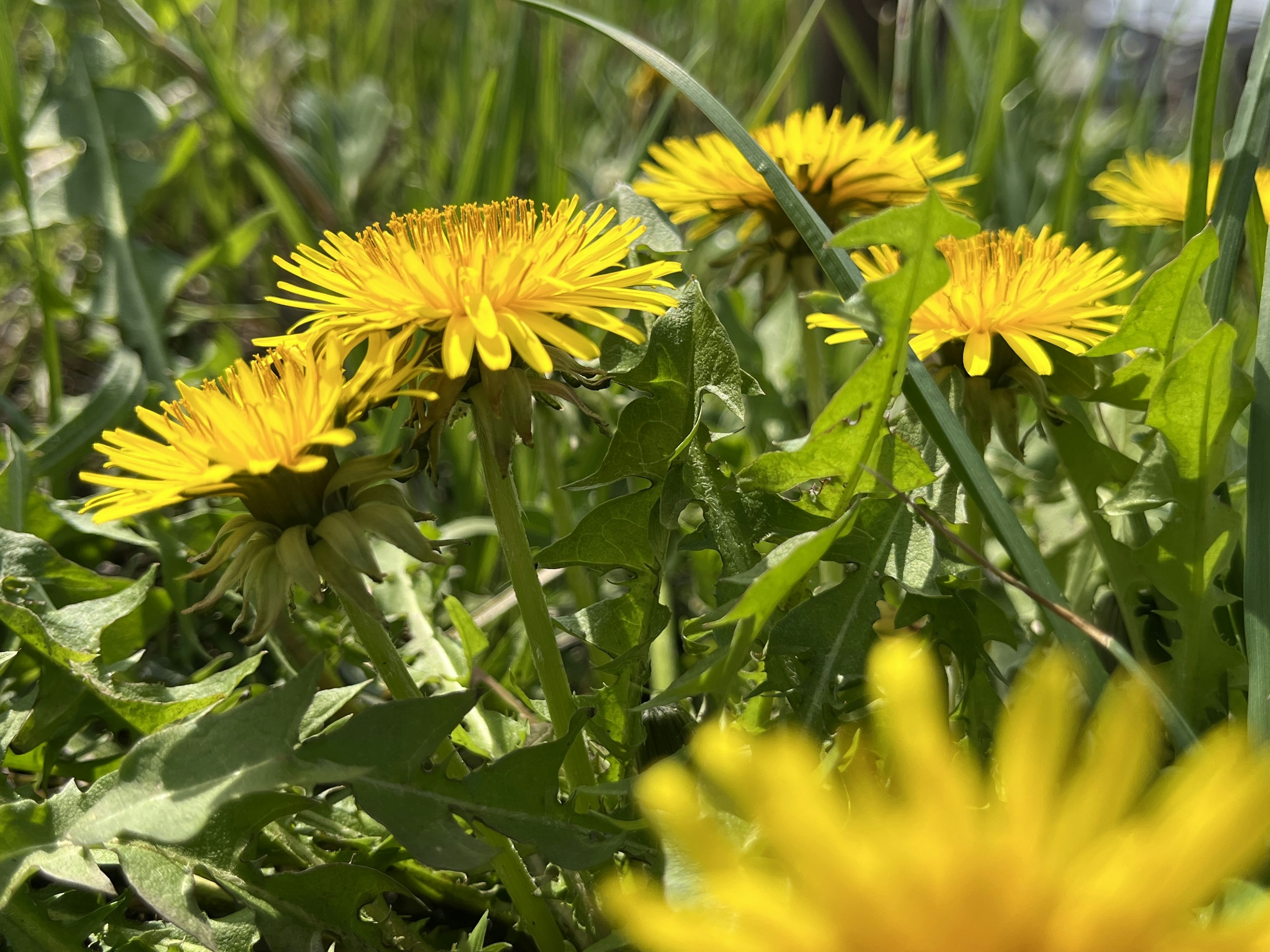 Vibrant yellow dandelion flowers blooming among lush green grass