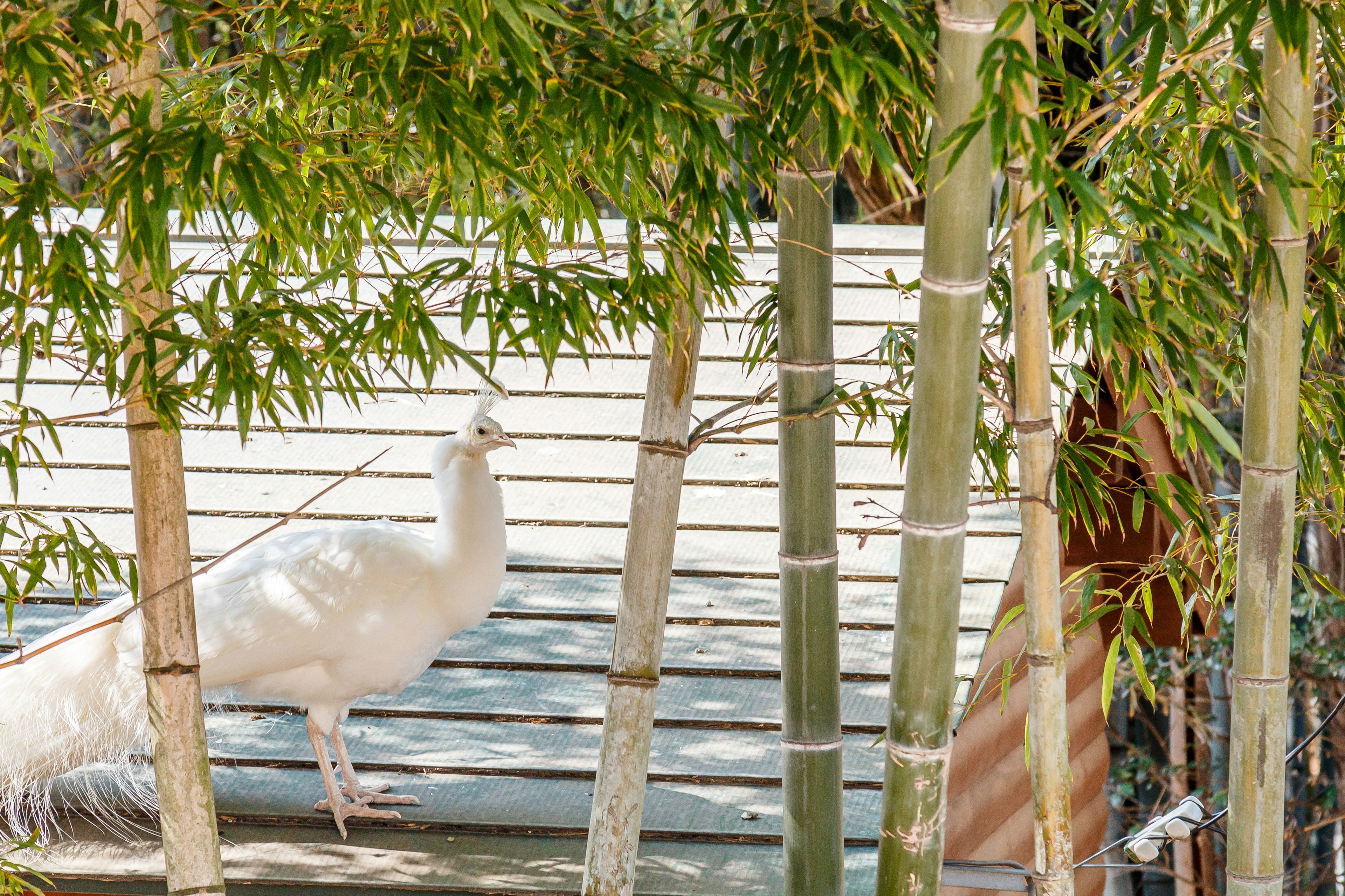 Un paon blanc visible parmi des tiges de bambou