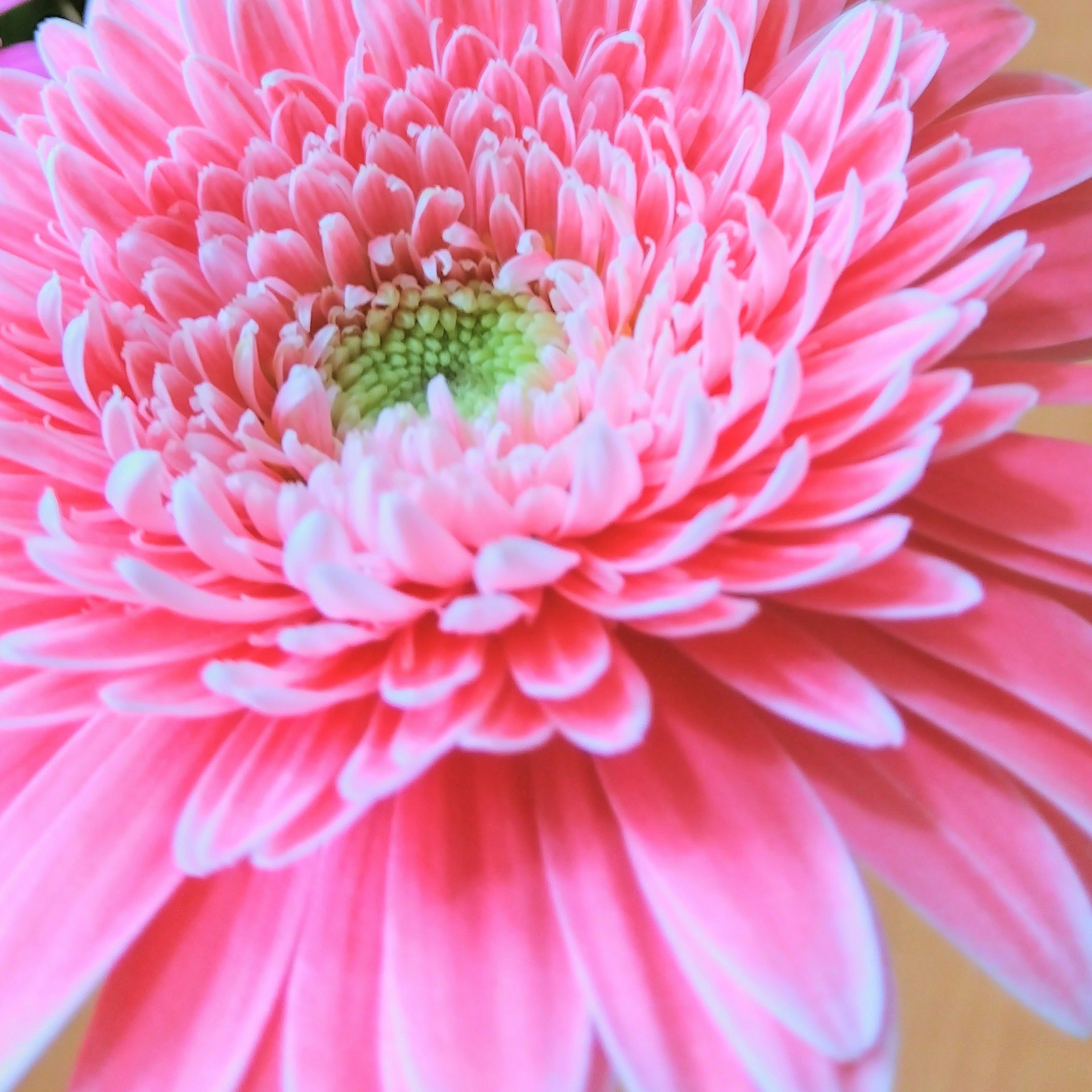 Close-up bunga daisy pink cerah dengan kelopak bertumpuk