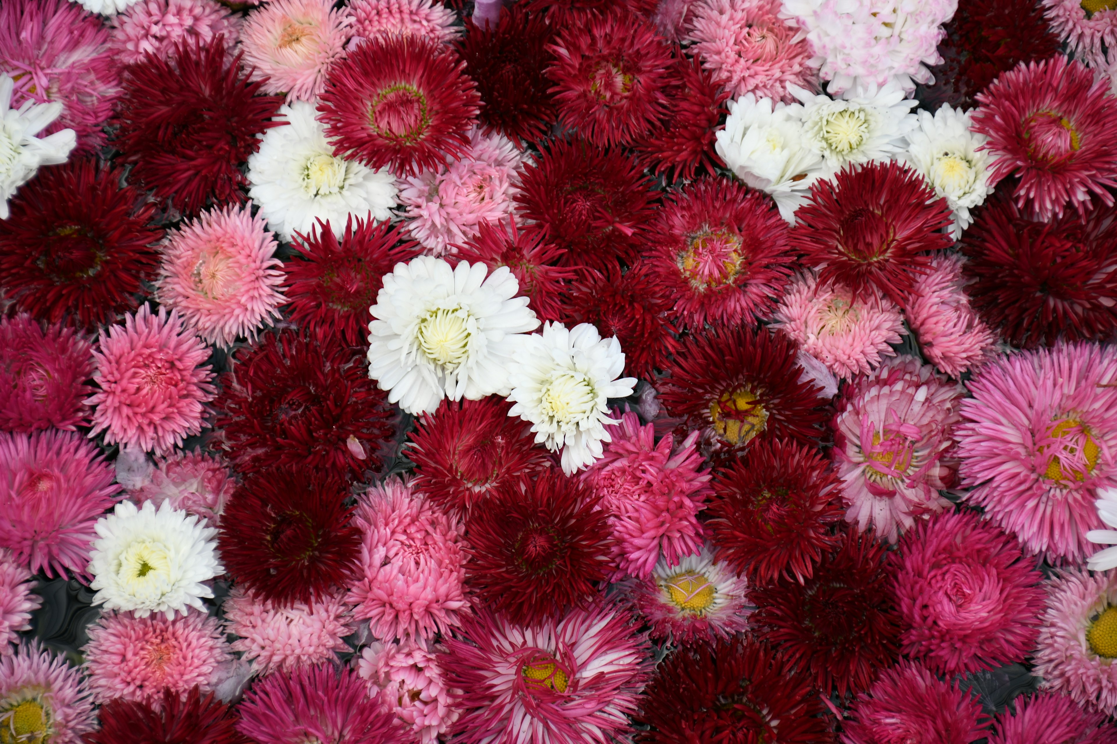 Un bellissimo bouquet di fiori colorati misti