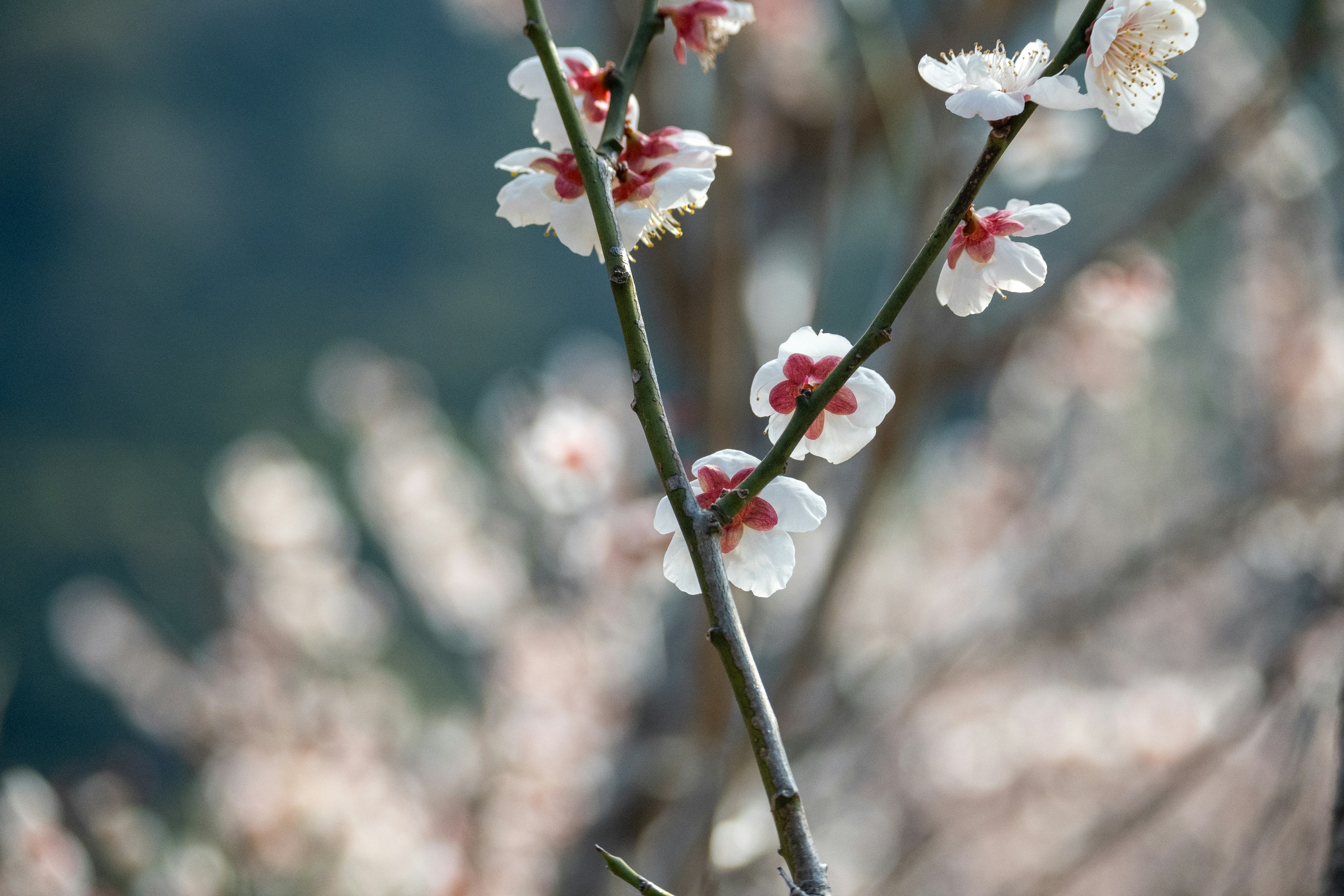 Zweig mit Pflaumenblüten mit weißen Blütenblättern und roten Zentren