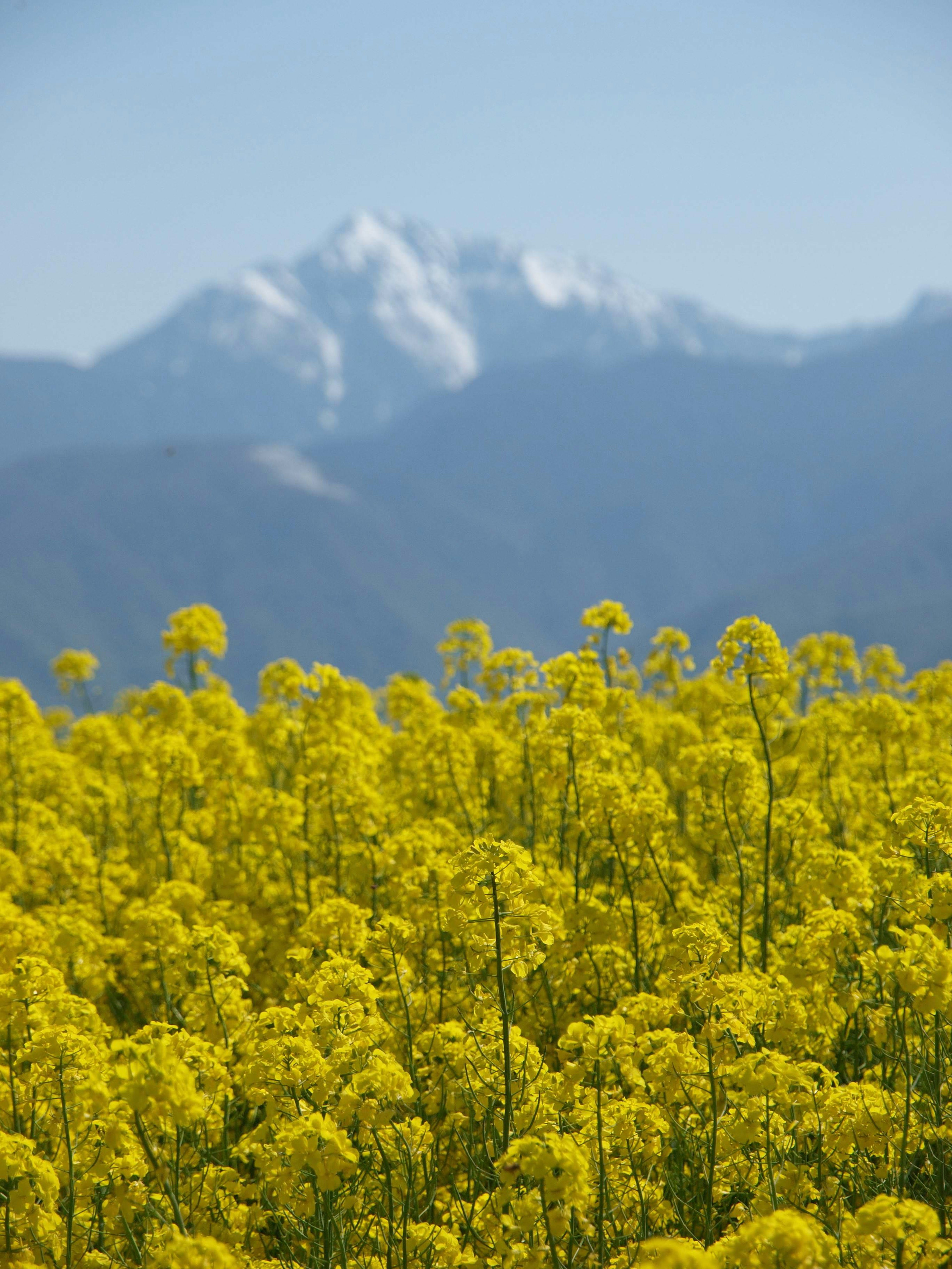 Vibrant yellow canola flowers in the foreground with snow-capped mountains in the background