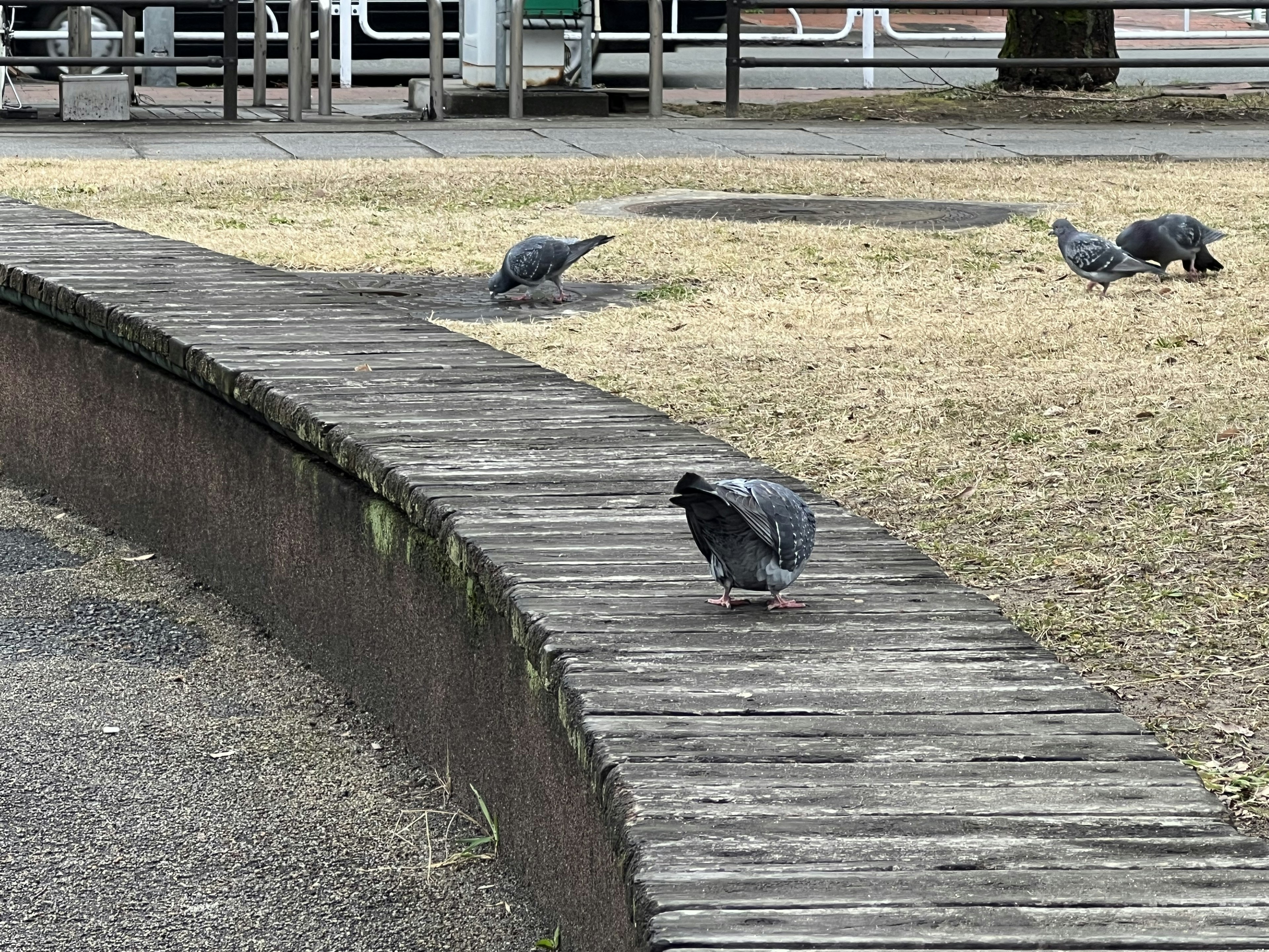 公園の木製の歩道を歩くハトたちと乾燥した草地