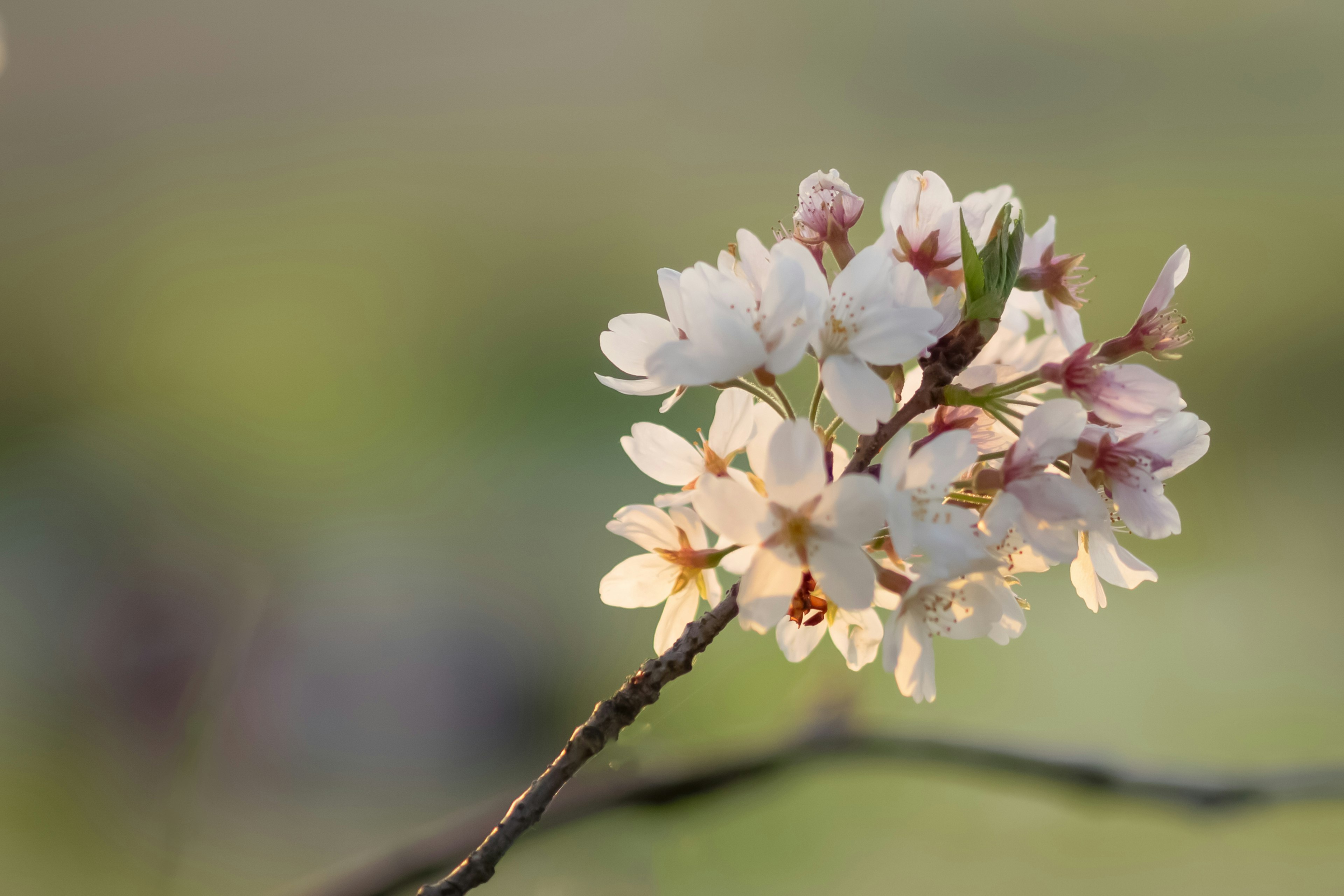 桜の花が咲いている枝のクローズアップ