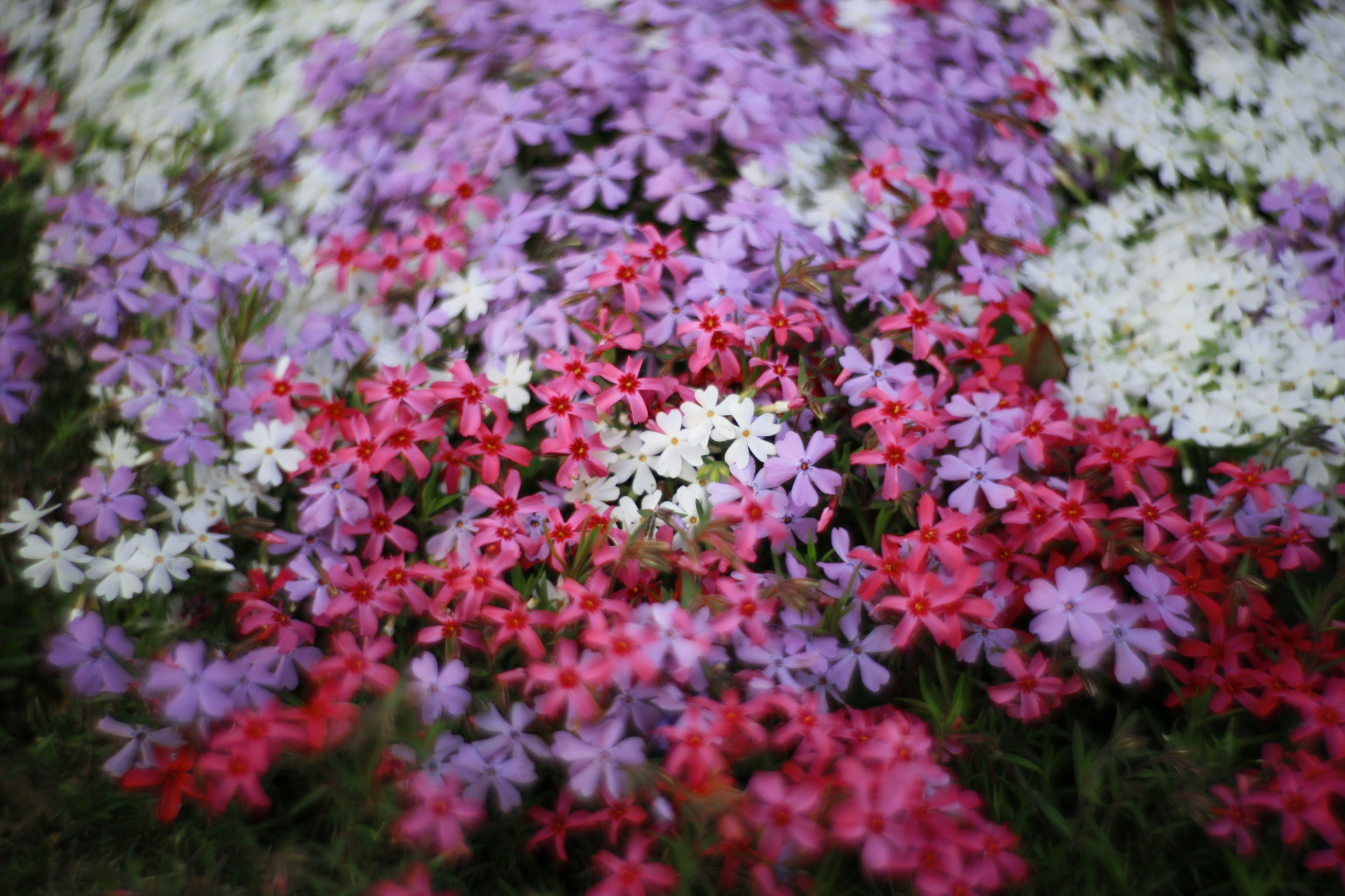 Un mélange vibrant de fleurs roses, violettes et blanches en pleine floraison