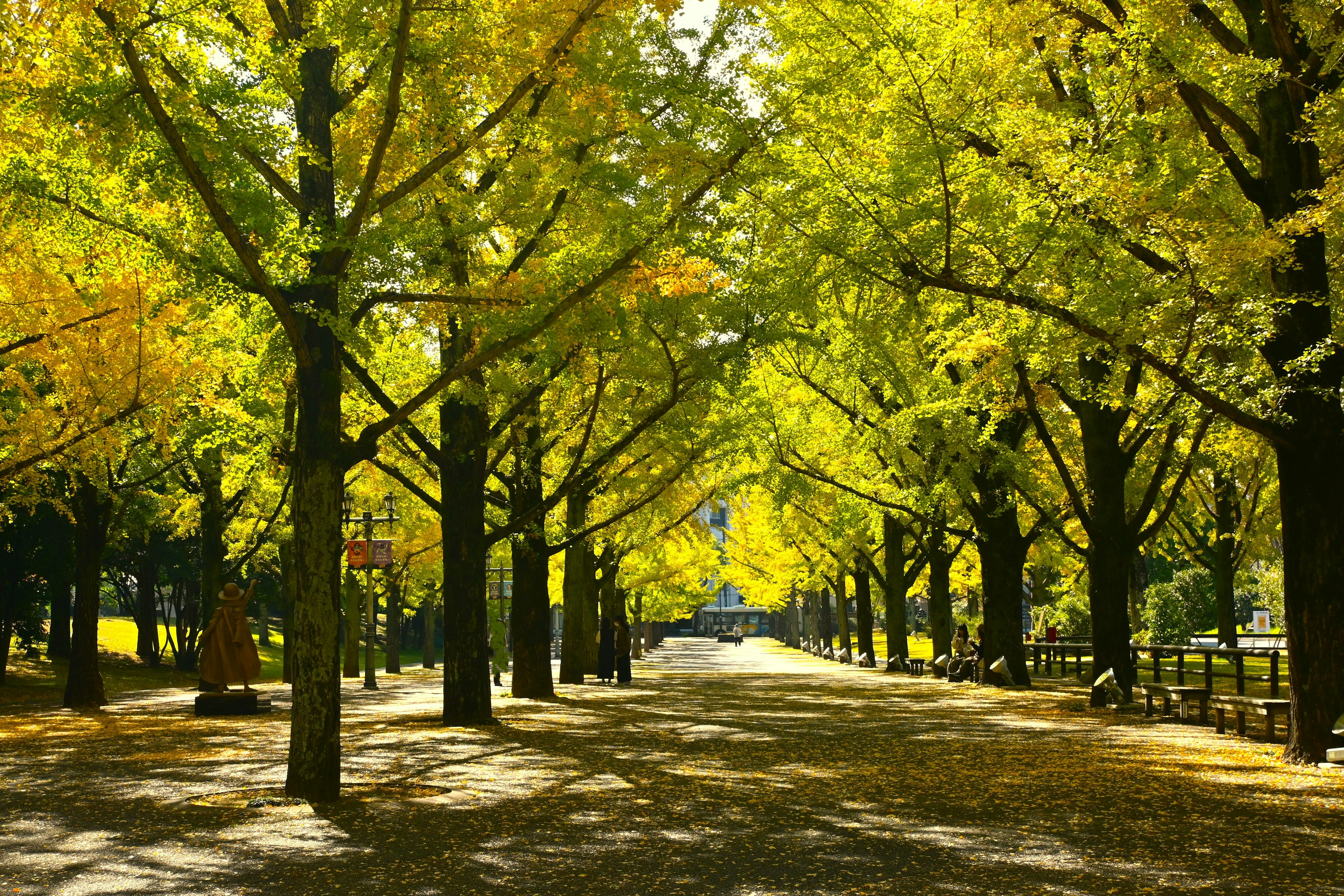 公園小徑兩旁是鮮豔的黃色樹葉