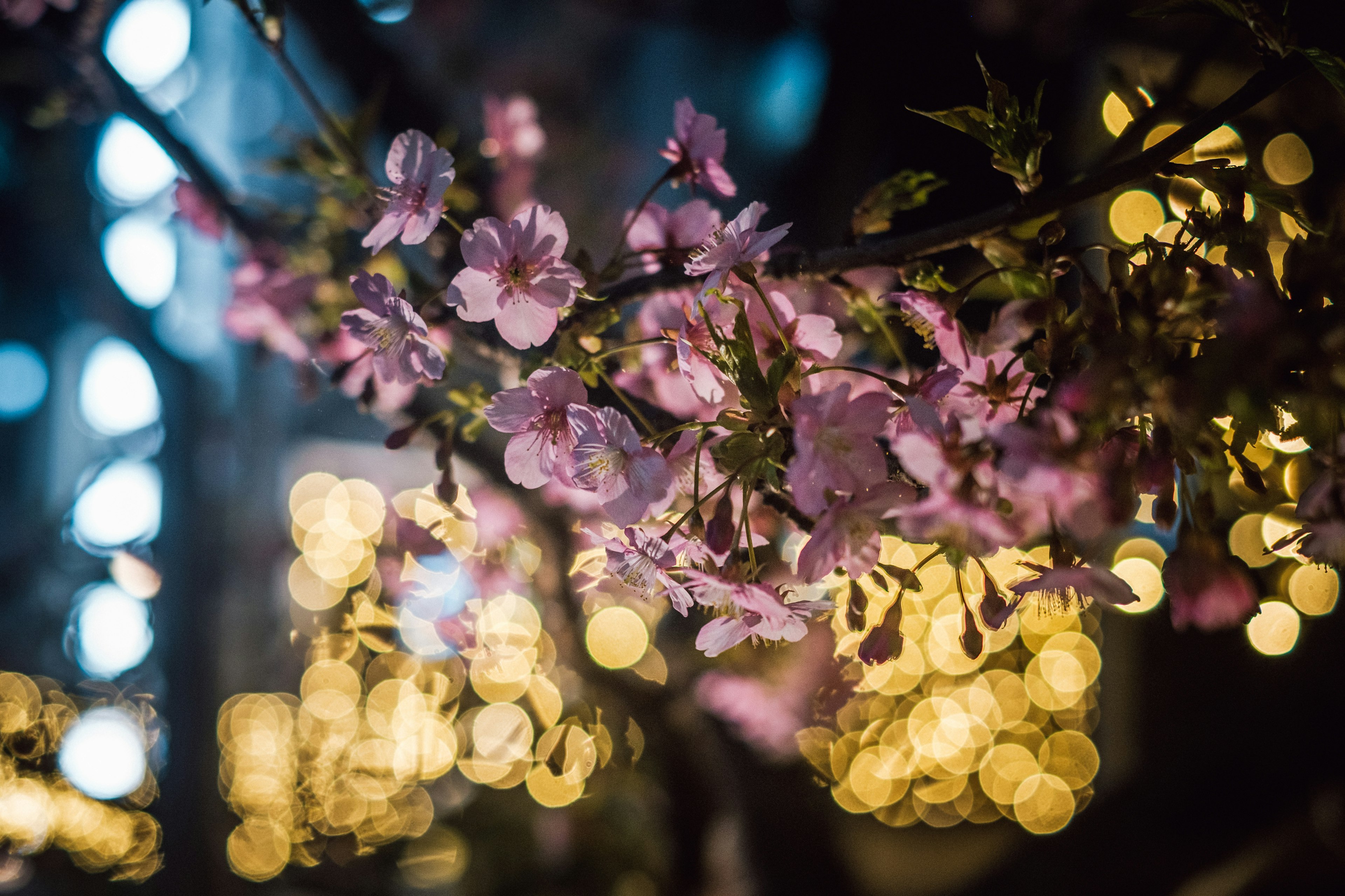 夜桜と背景のぼかしバケーションライトの写真