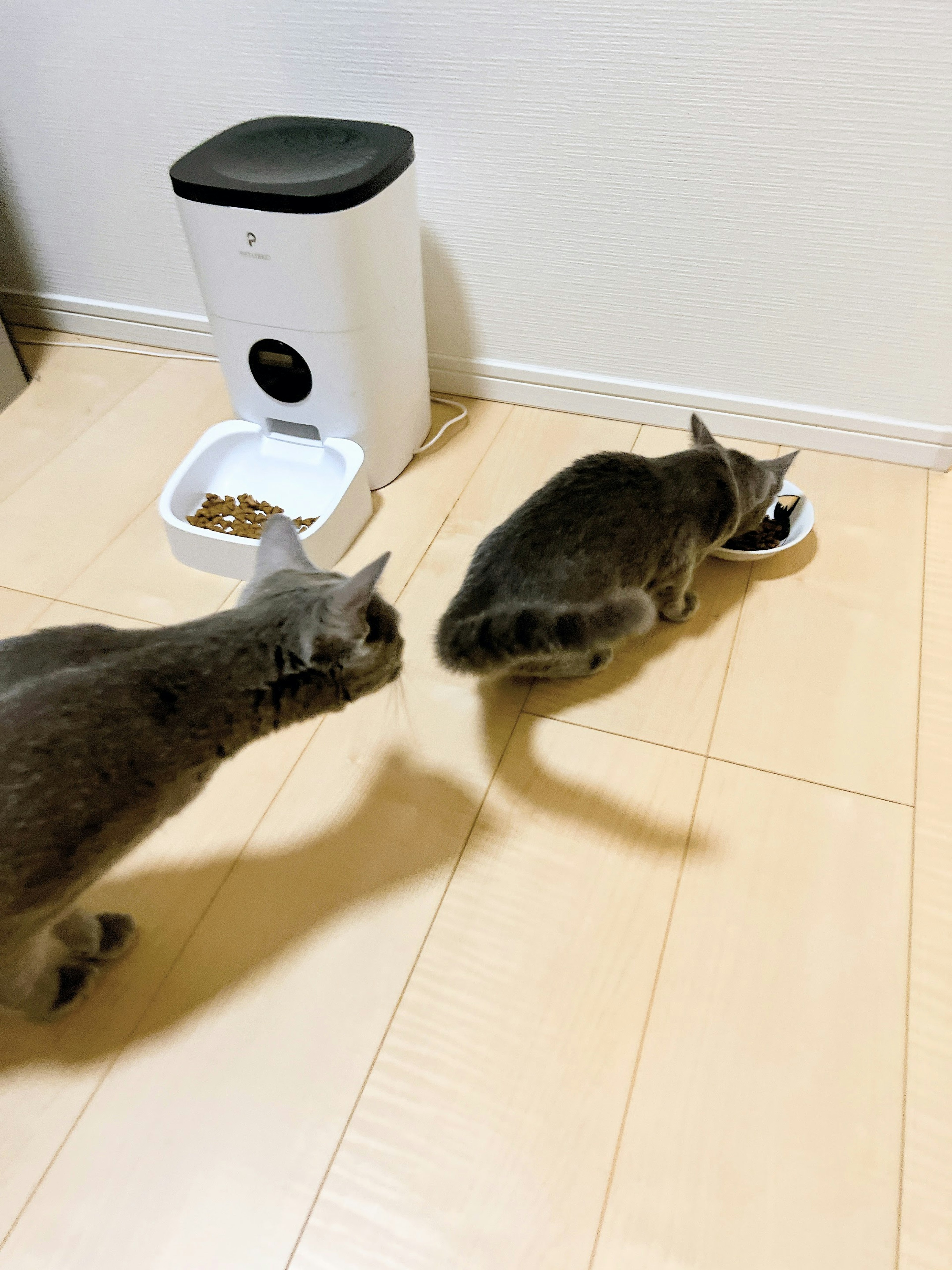 Two cats eating from a bowl with an automatic feeder in the background