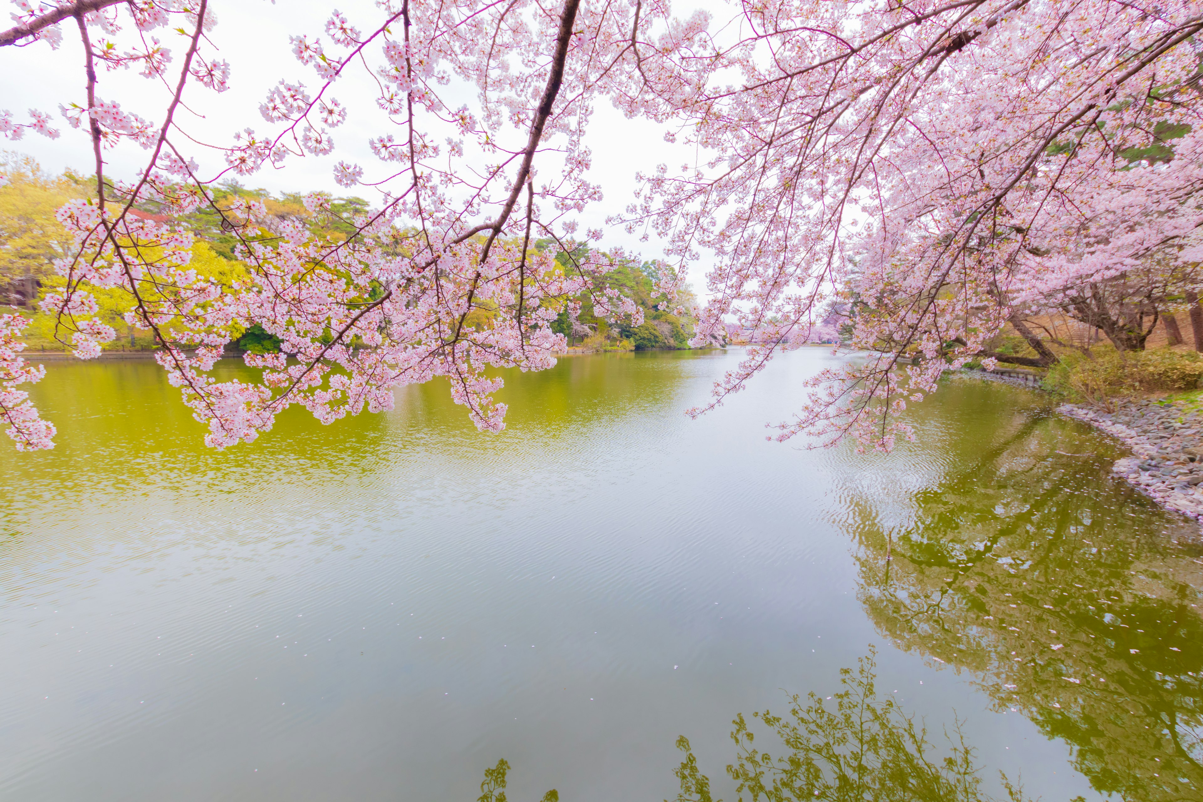 Hermoso paisaje con ramas de cerezo reflejándose en el agua