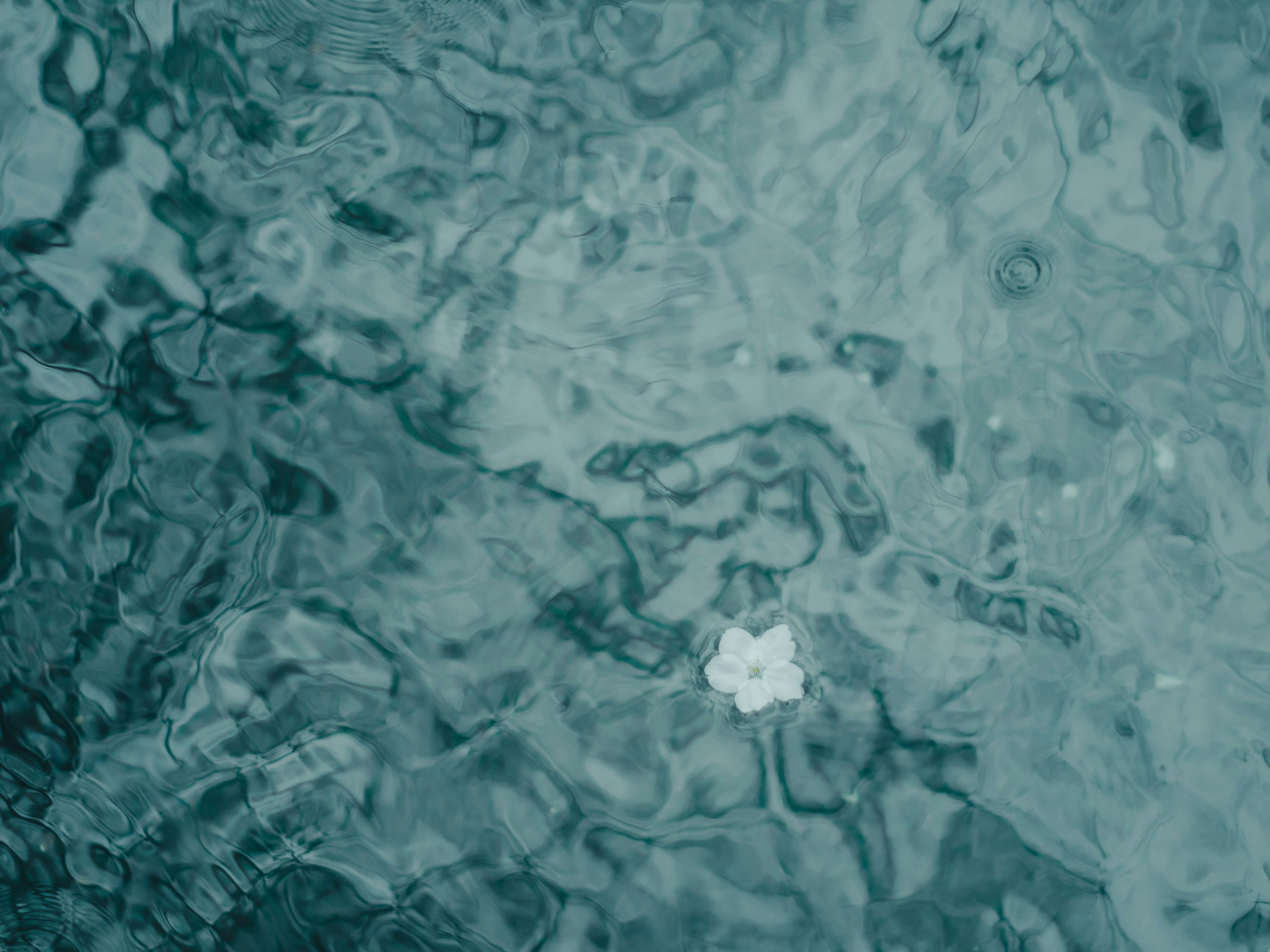 水面に浮かぶ白い花びらと青い水の模様