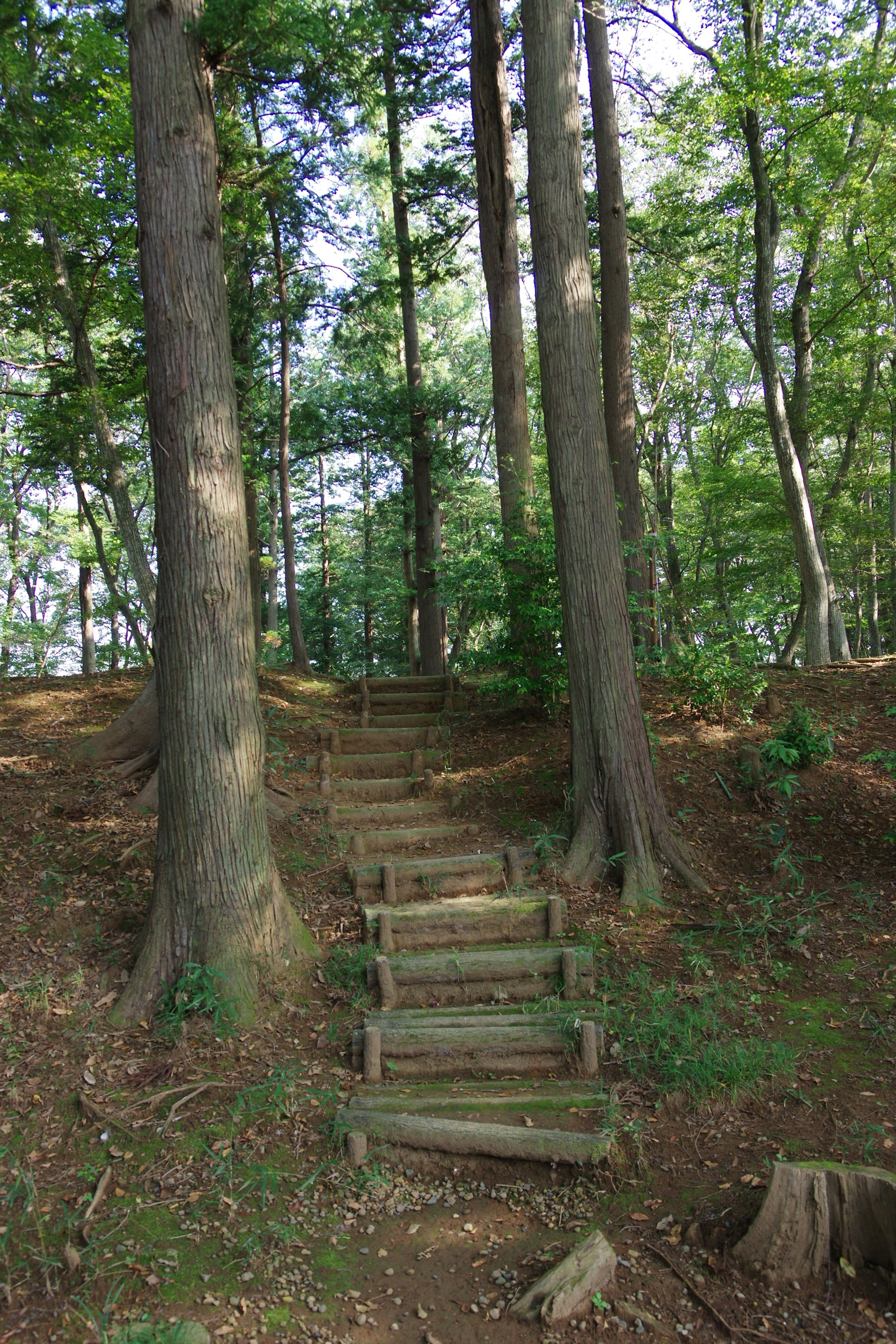 Wooden stairs leading through a lush green forest