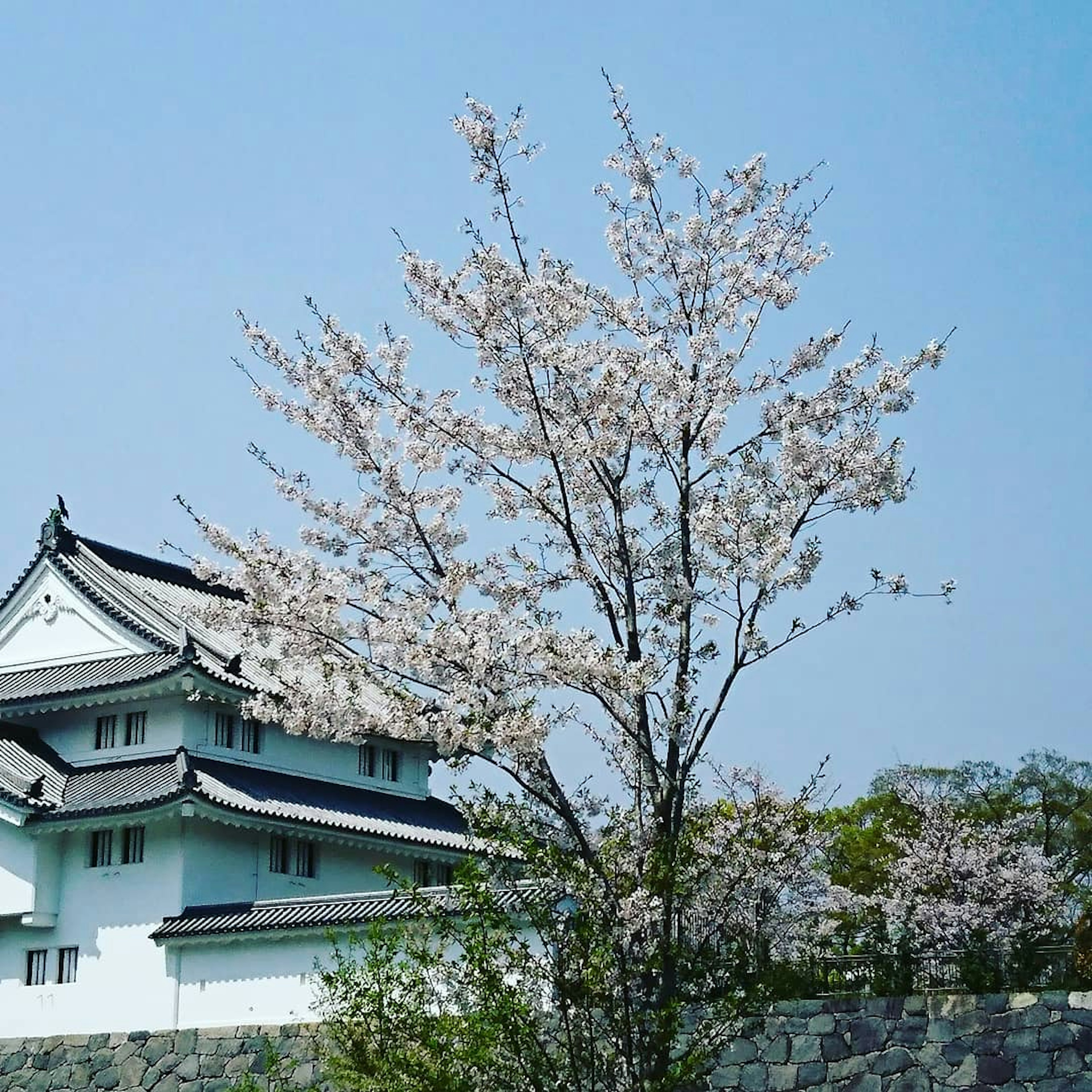 Pohon sakura dengan kastil putih