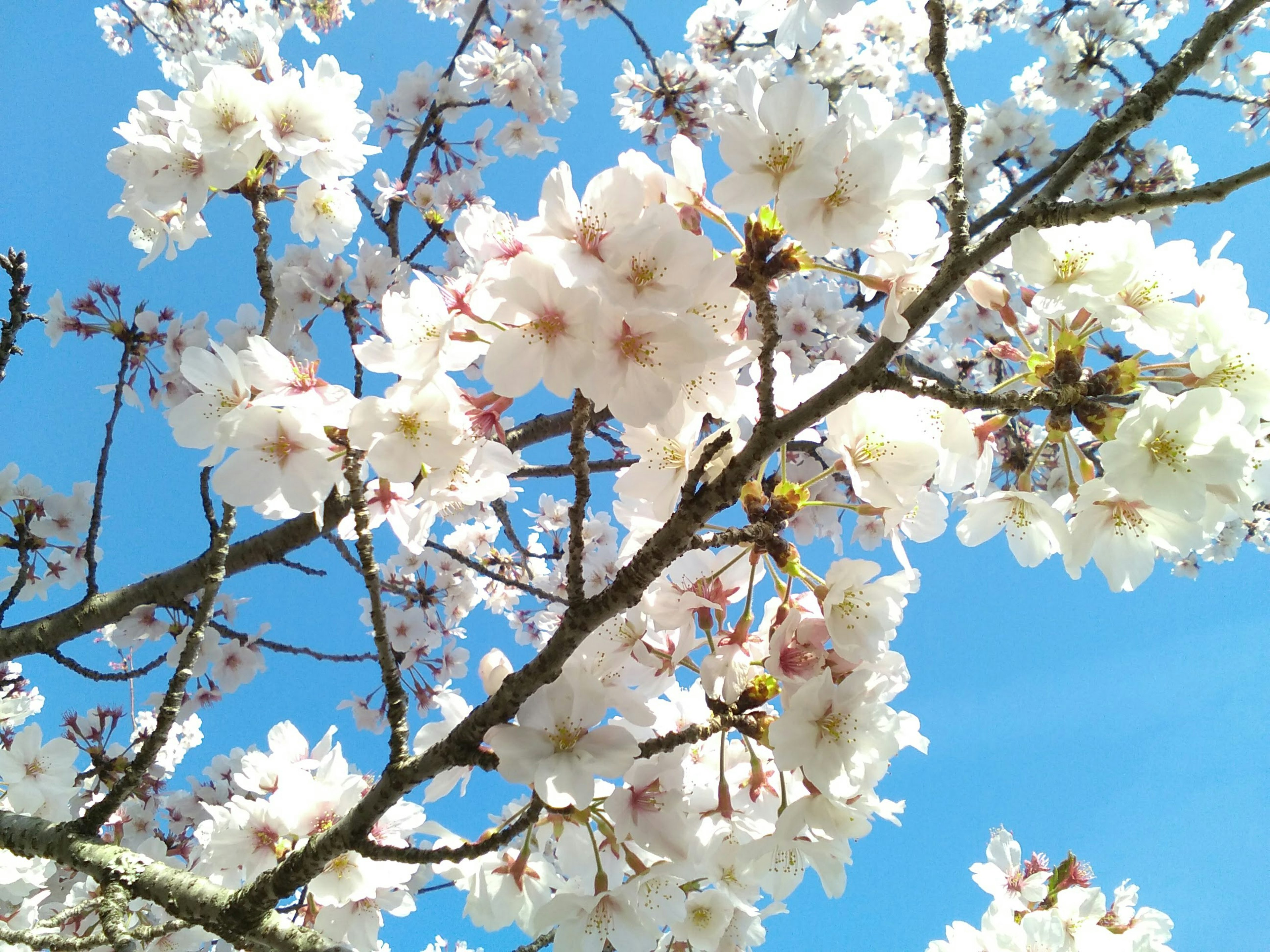 Nahaufnahme von weißen Kirschblüten, die unter einem blauen Himmel blühen