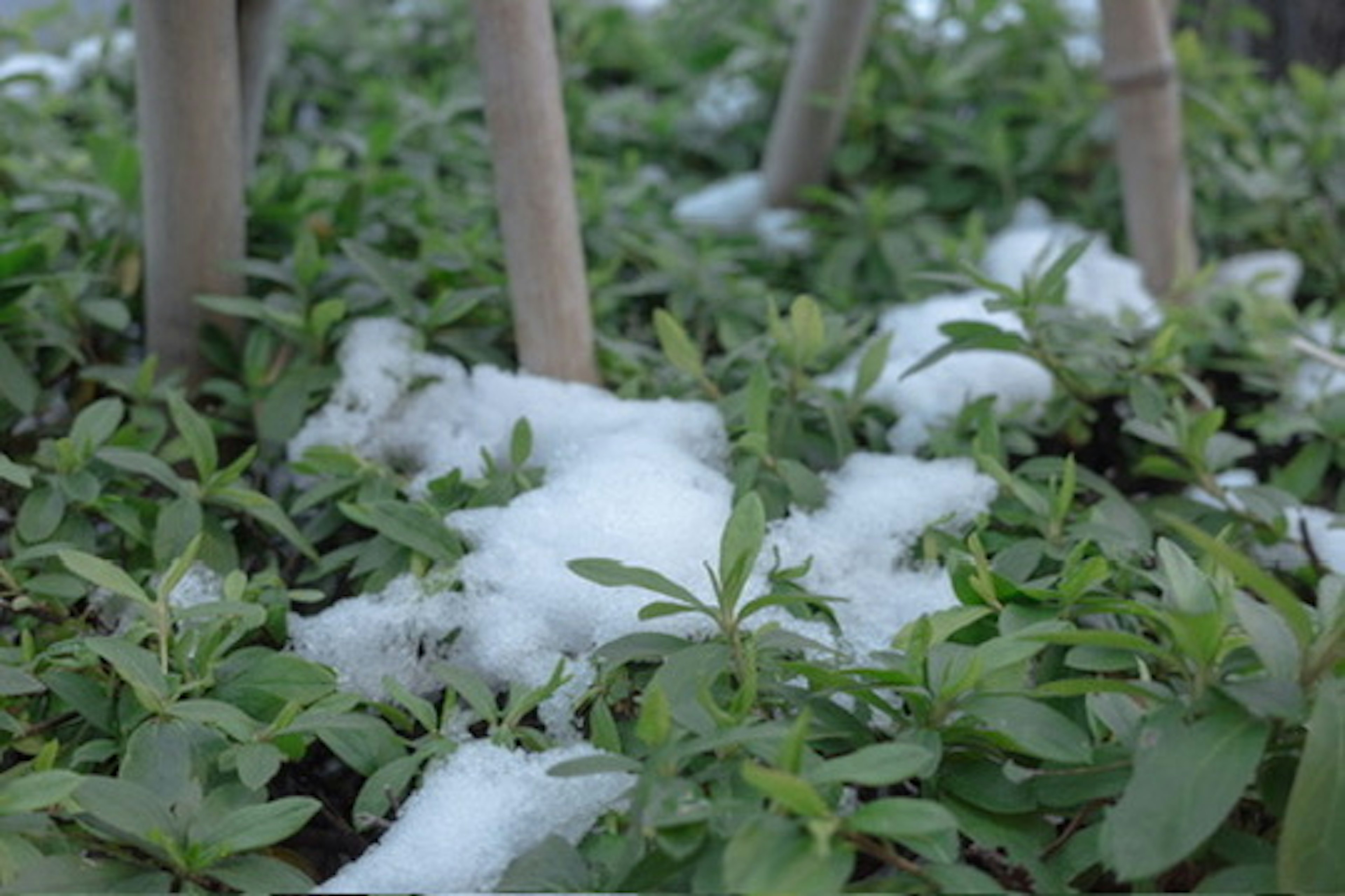 Plantes vertes recouvertes de neige et poteaux en bambou